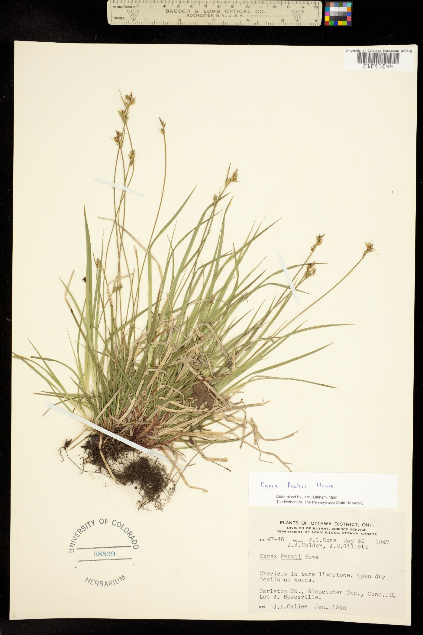 Carex peckii image
