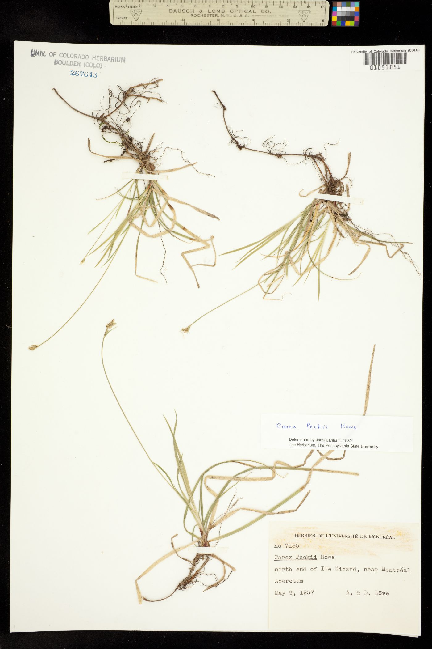 Carex peckii image