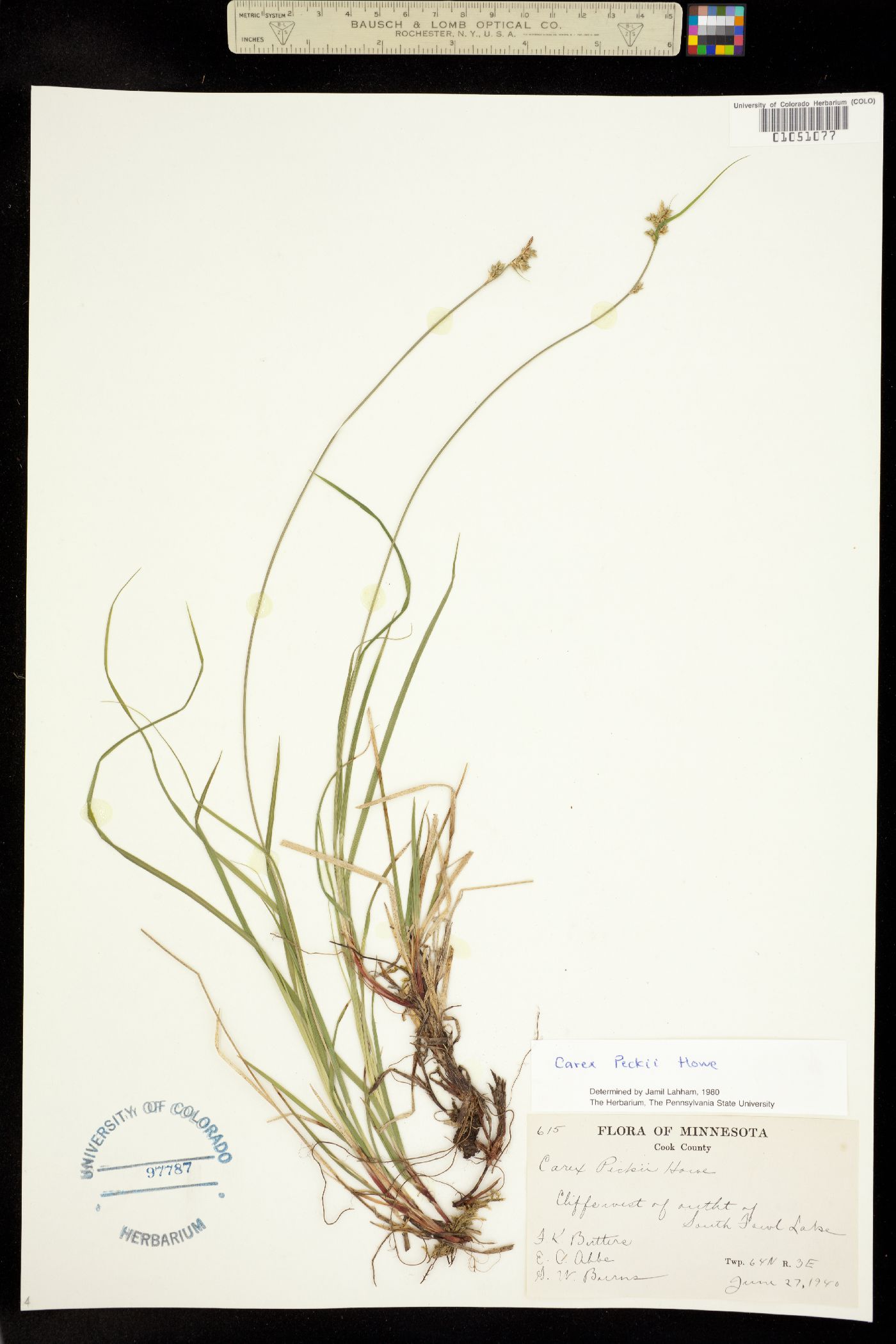 Carex peckii image