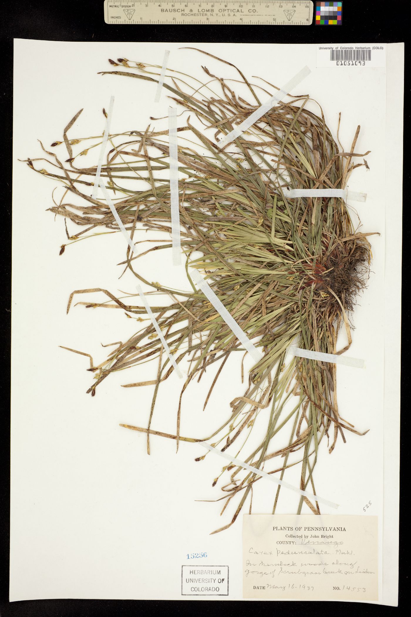 Carex pedunculata image