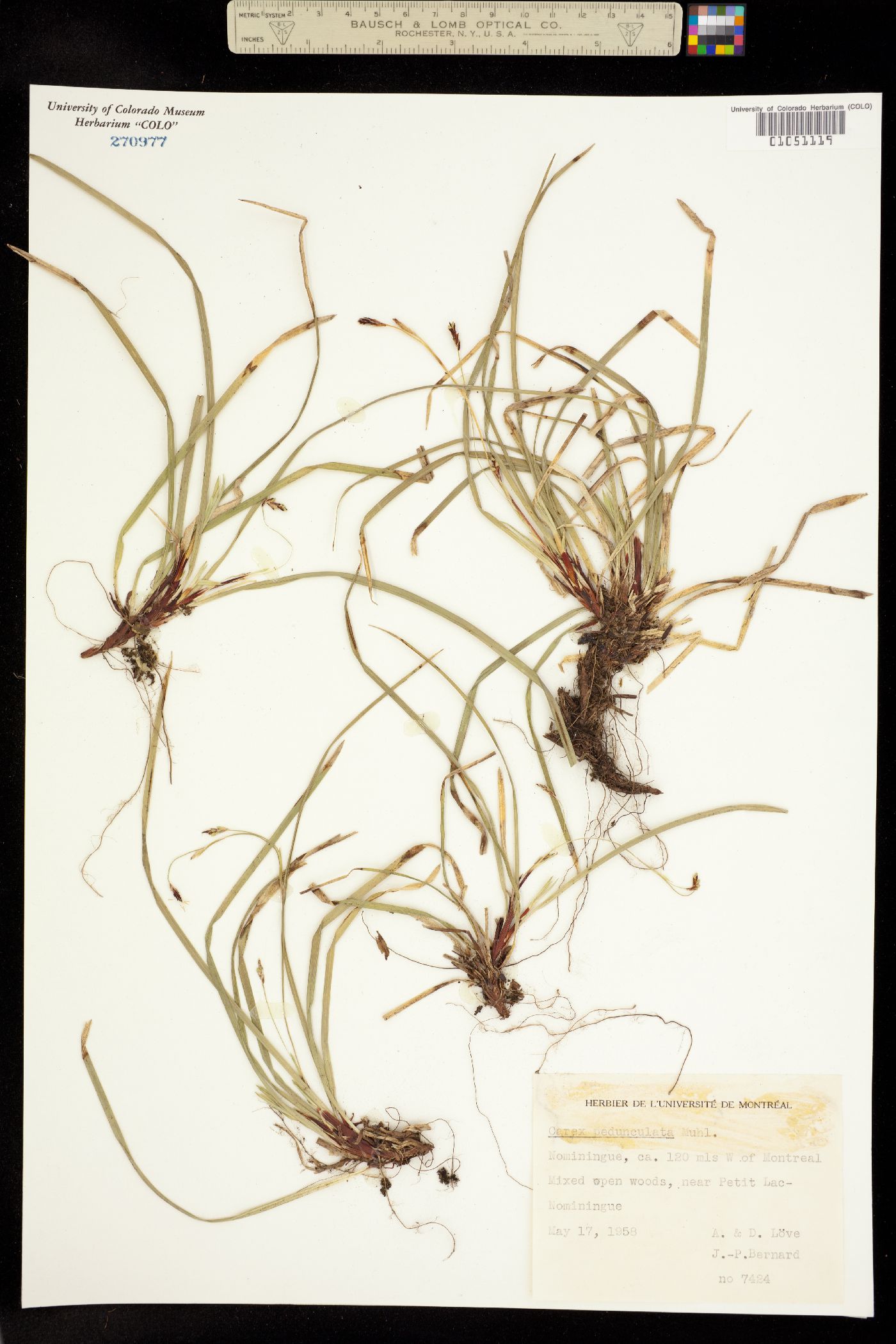 Carex pedunculata image