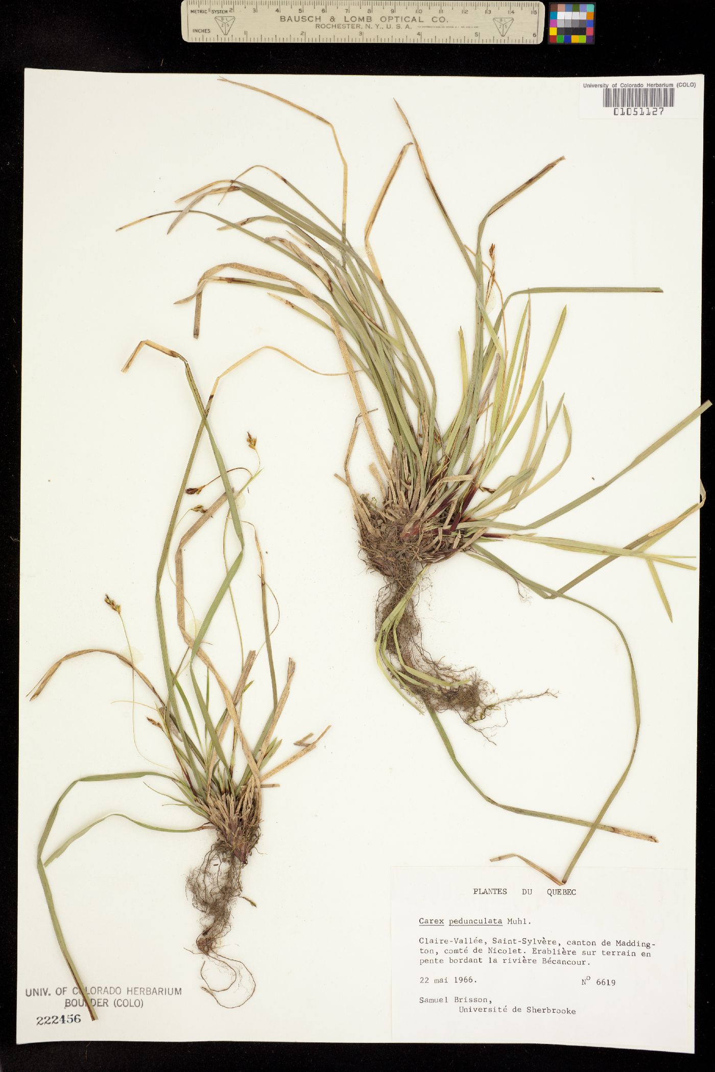 Carex pedunculata image