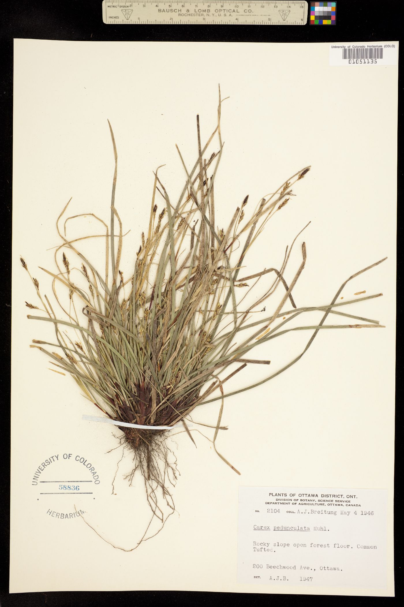 Carex pedunculata image
