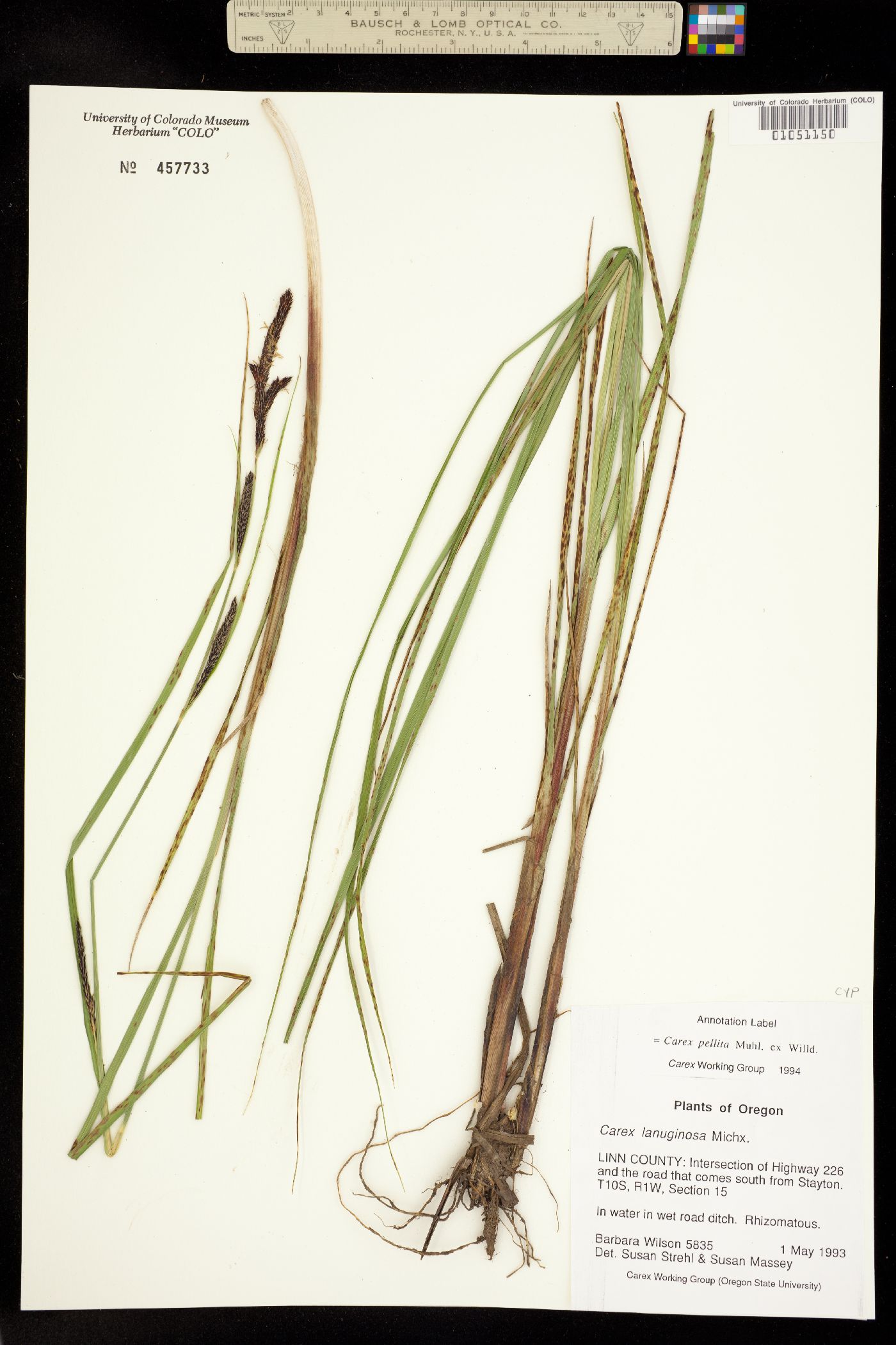 Carex pellita image