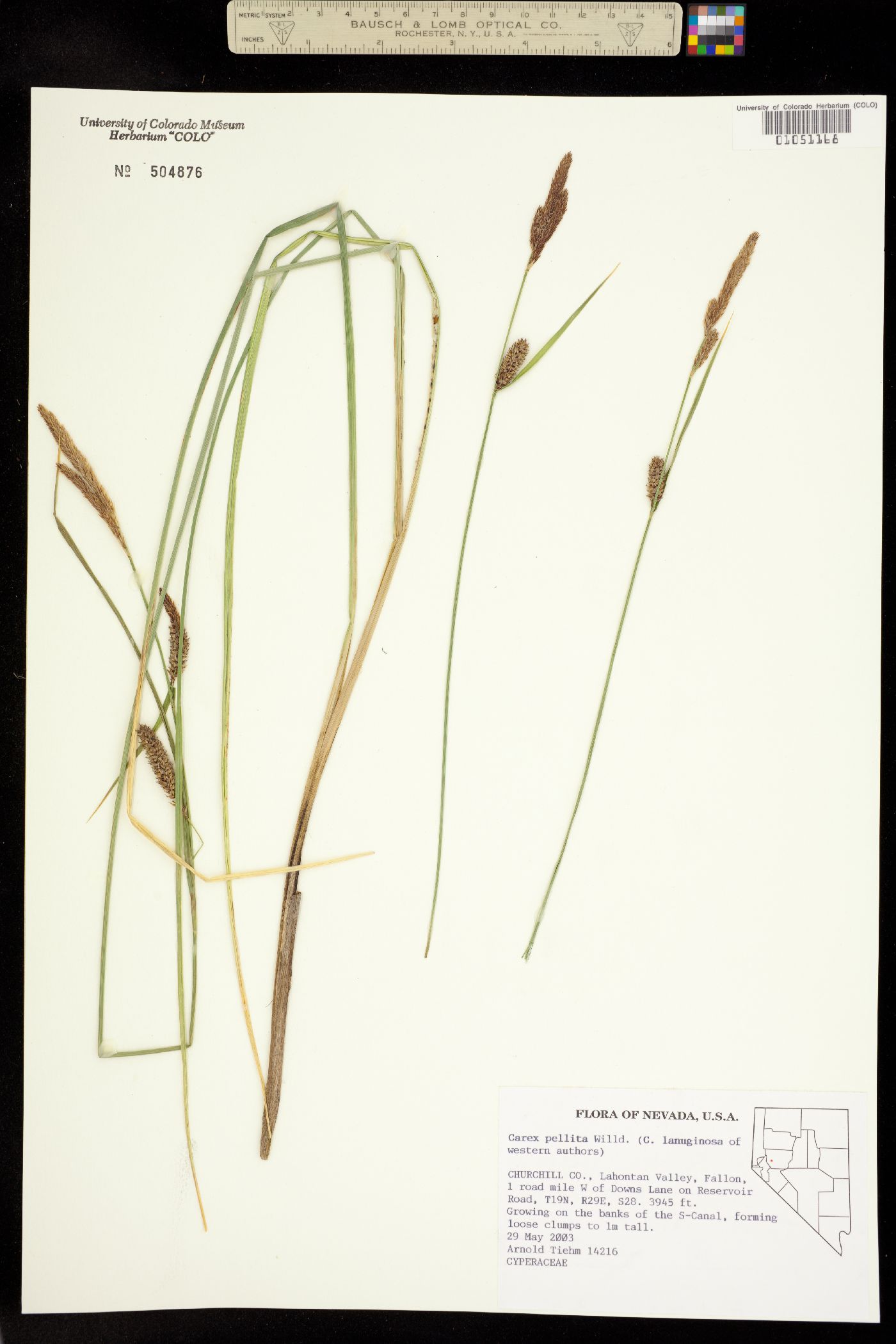 Carex pellita image