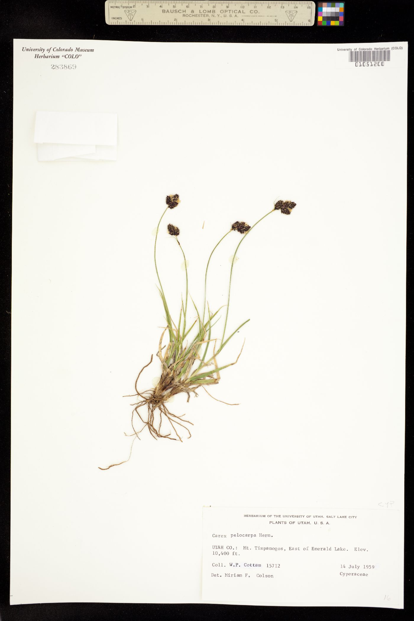 Carex pelocarpa image