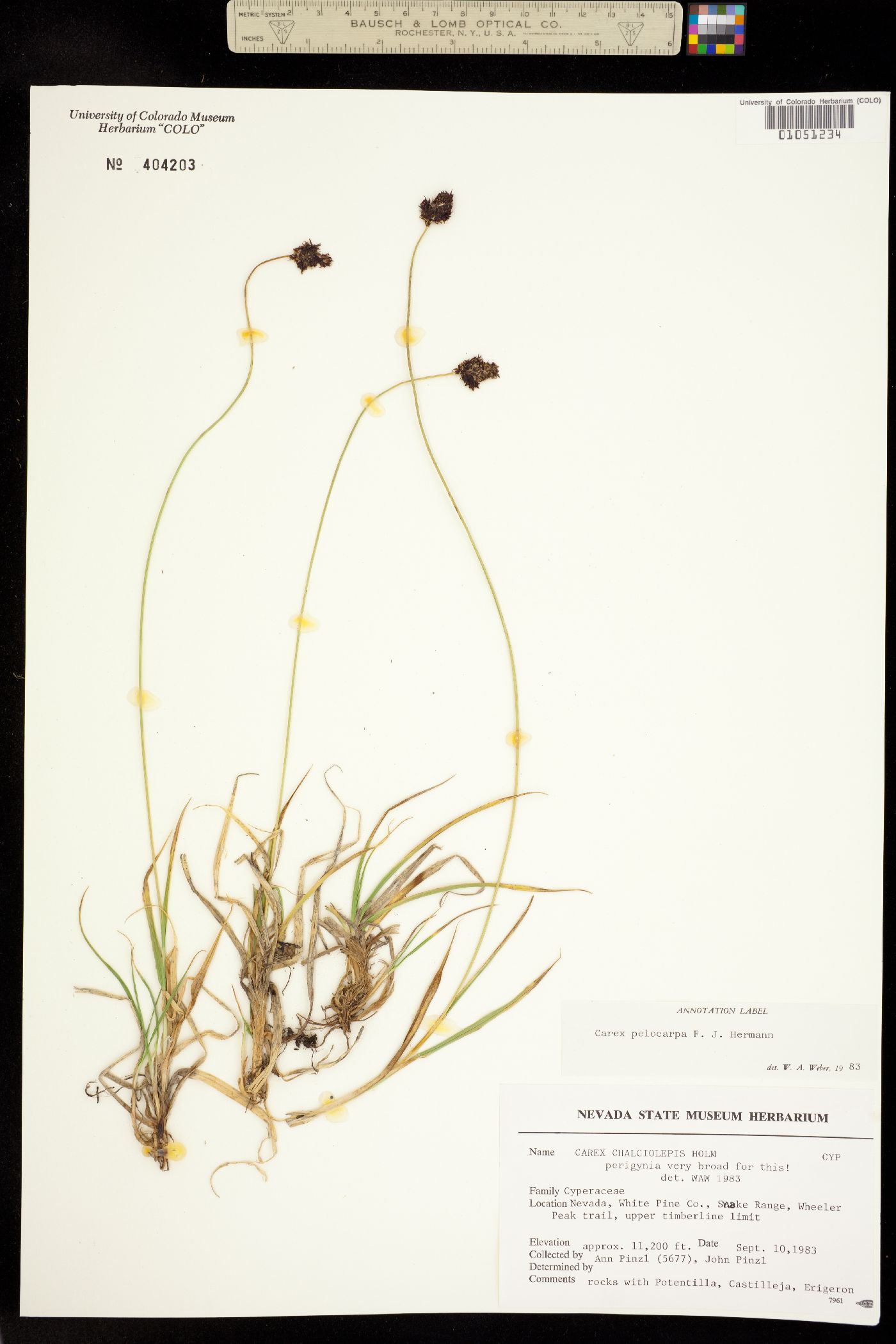 Carex pelocarpa image
