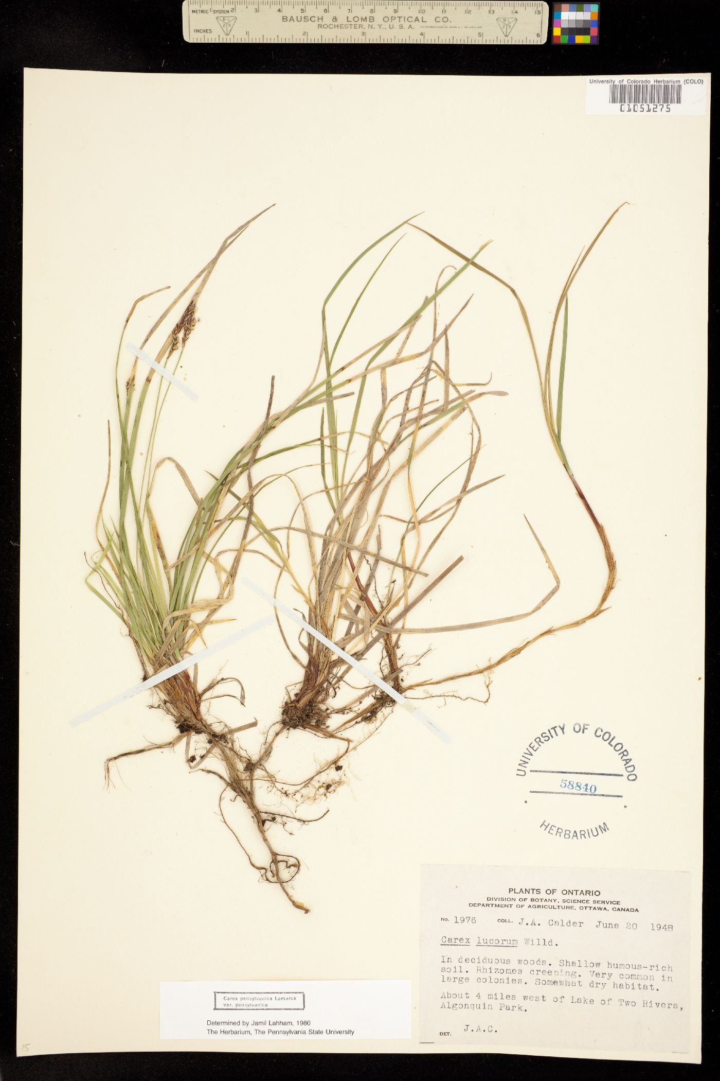 Carex pensylvanica var. pensylvanica image