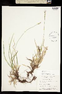 Carex pensylvanica var. pensylvanica image