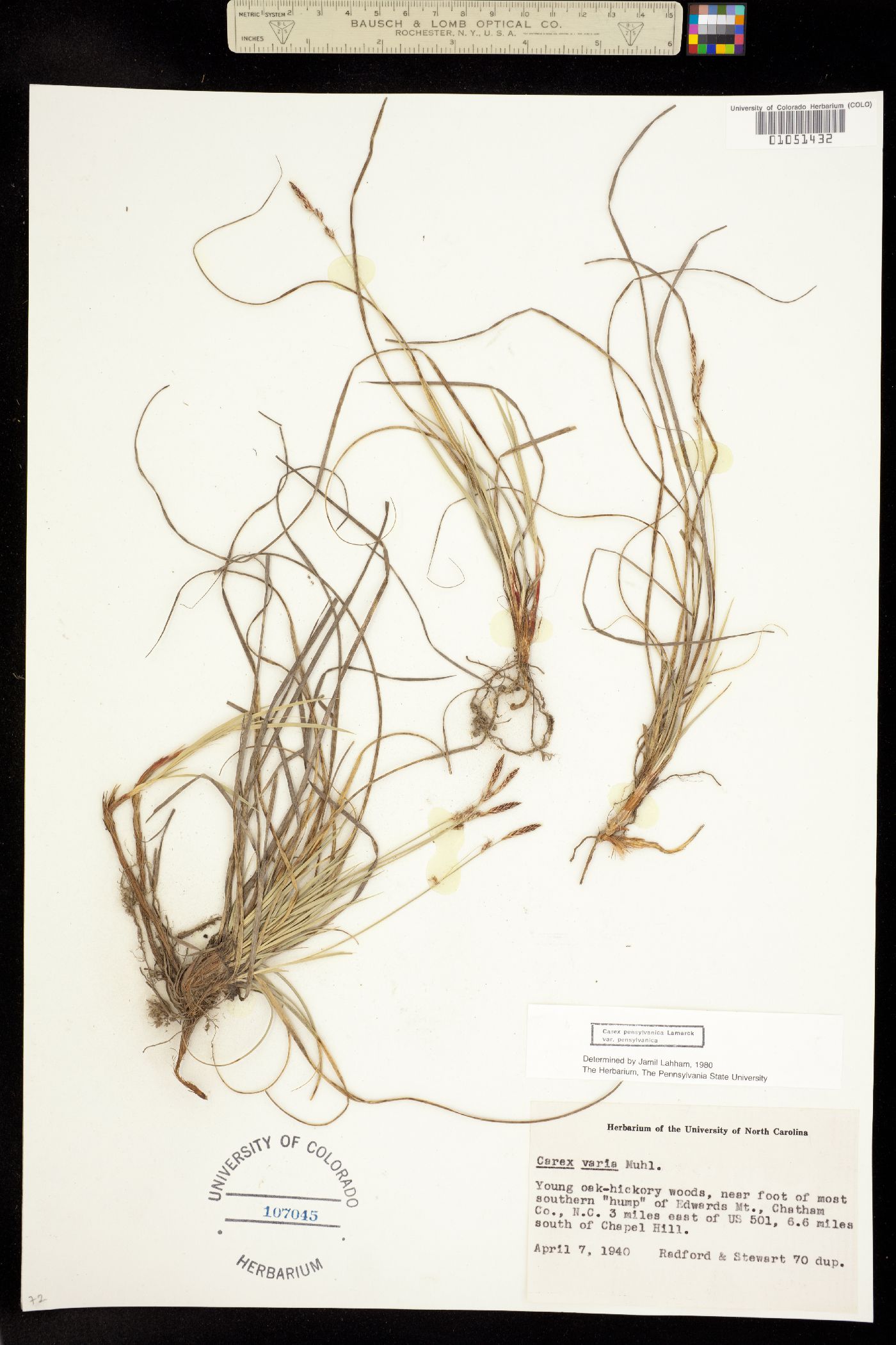 Carex pensylvanica var. pensylvanica image