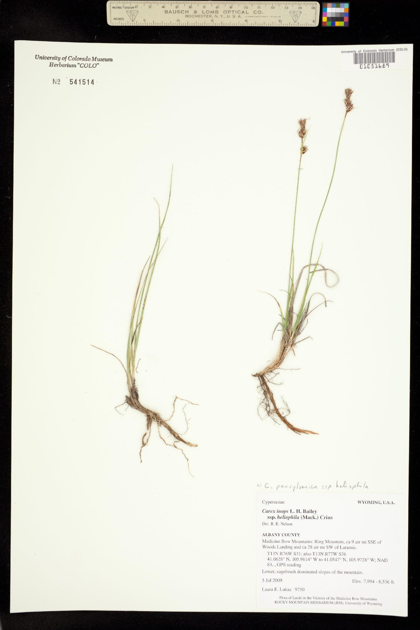 Packera debilis image