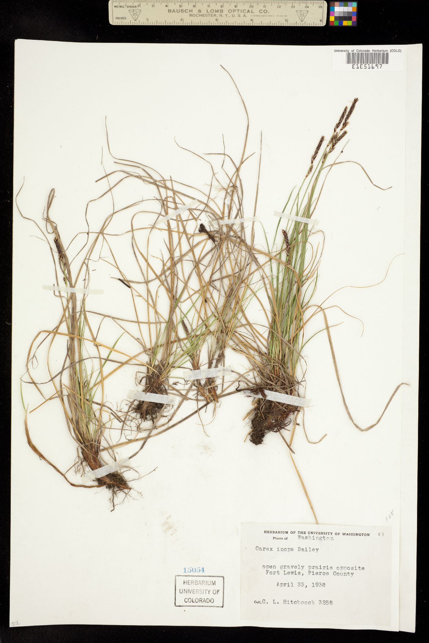 Carex pensylvanica var. vespertina image