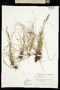 Carex pensylvanica var. vespertina image
