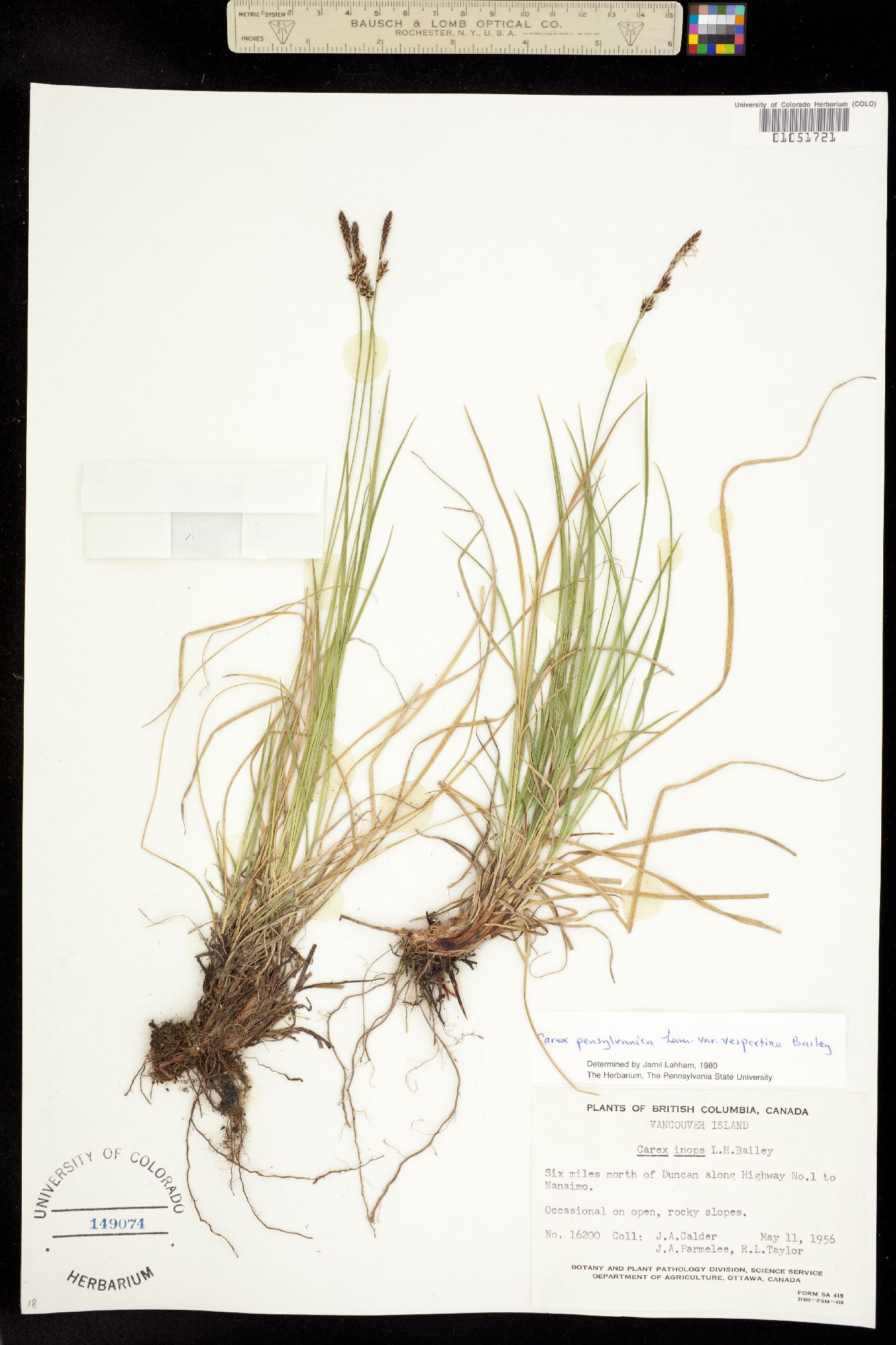 Carex pensylvanica var. vespertina image