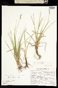 Carex pensylvanica var. vespertina image