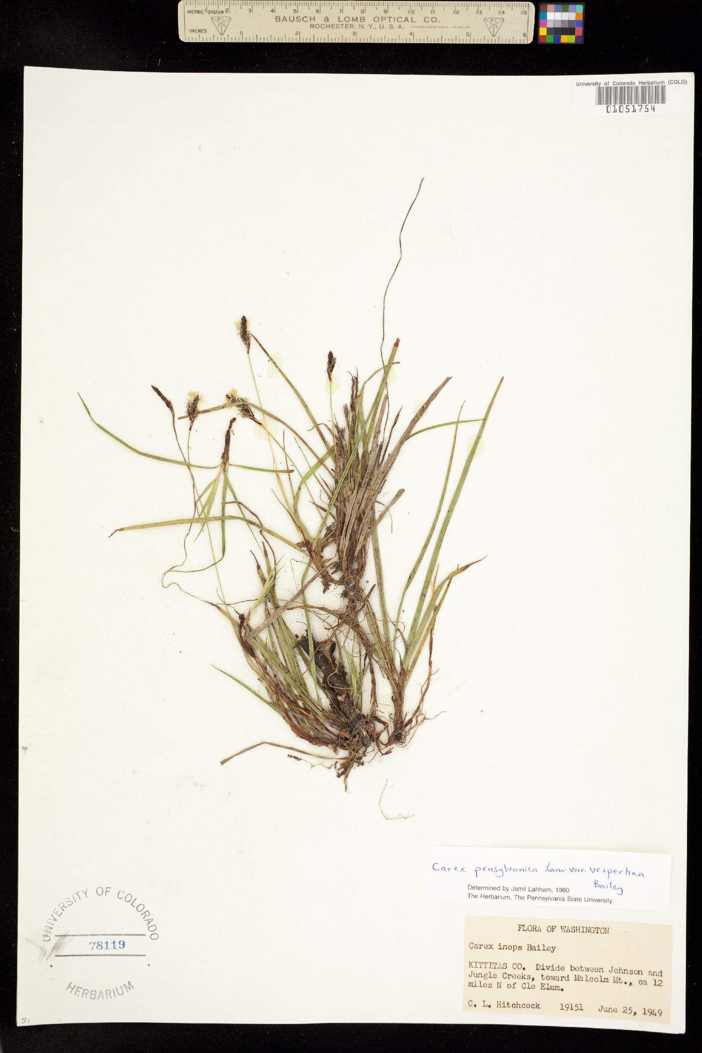 Carex pensylvanica var. vespertina image