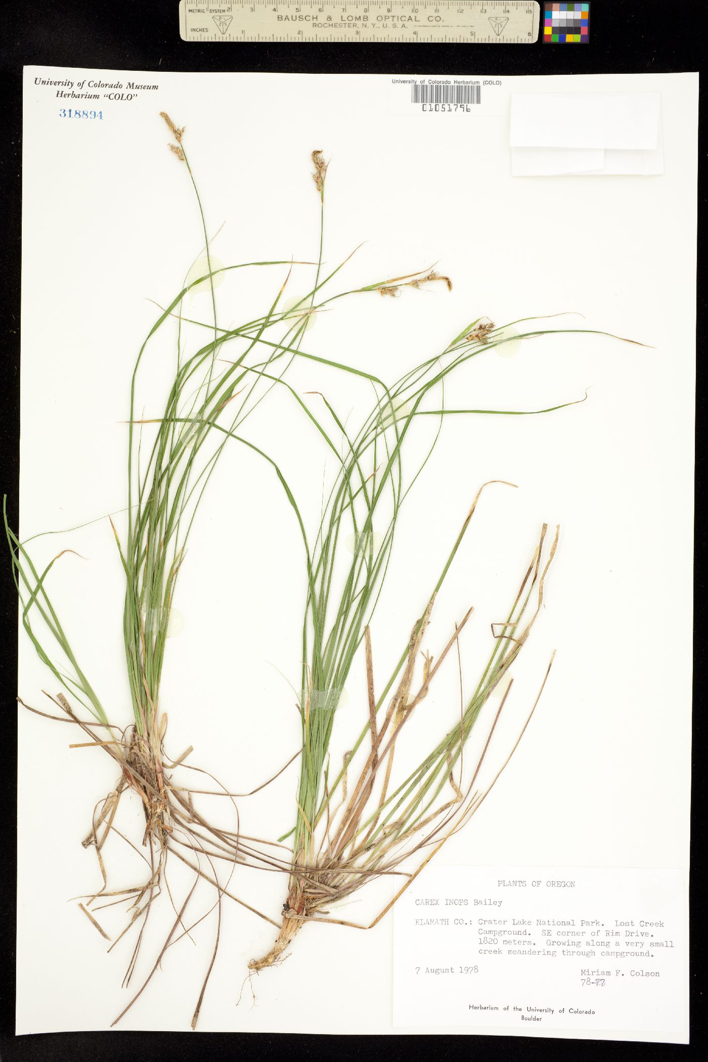 Carex pensylvanica var. vespertina image