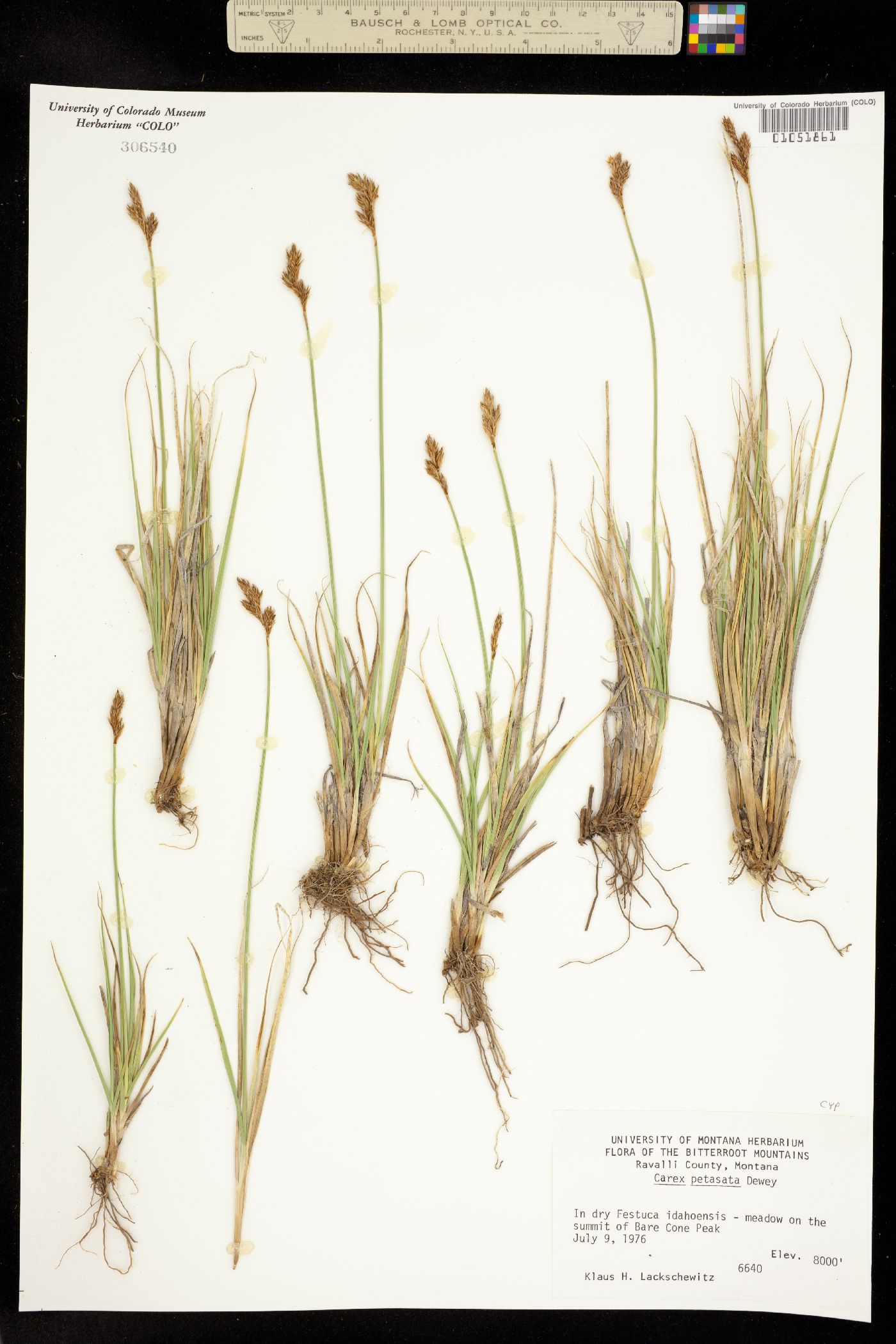 Carex petasata image