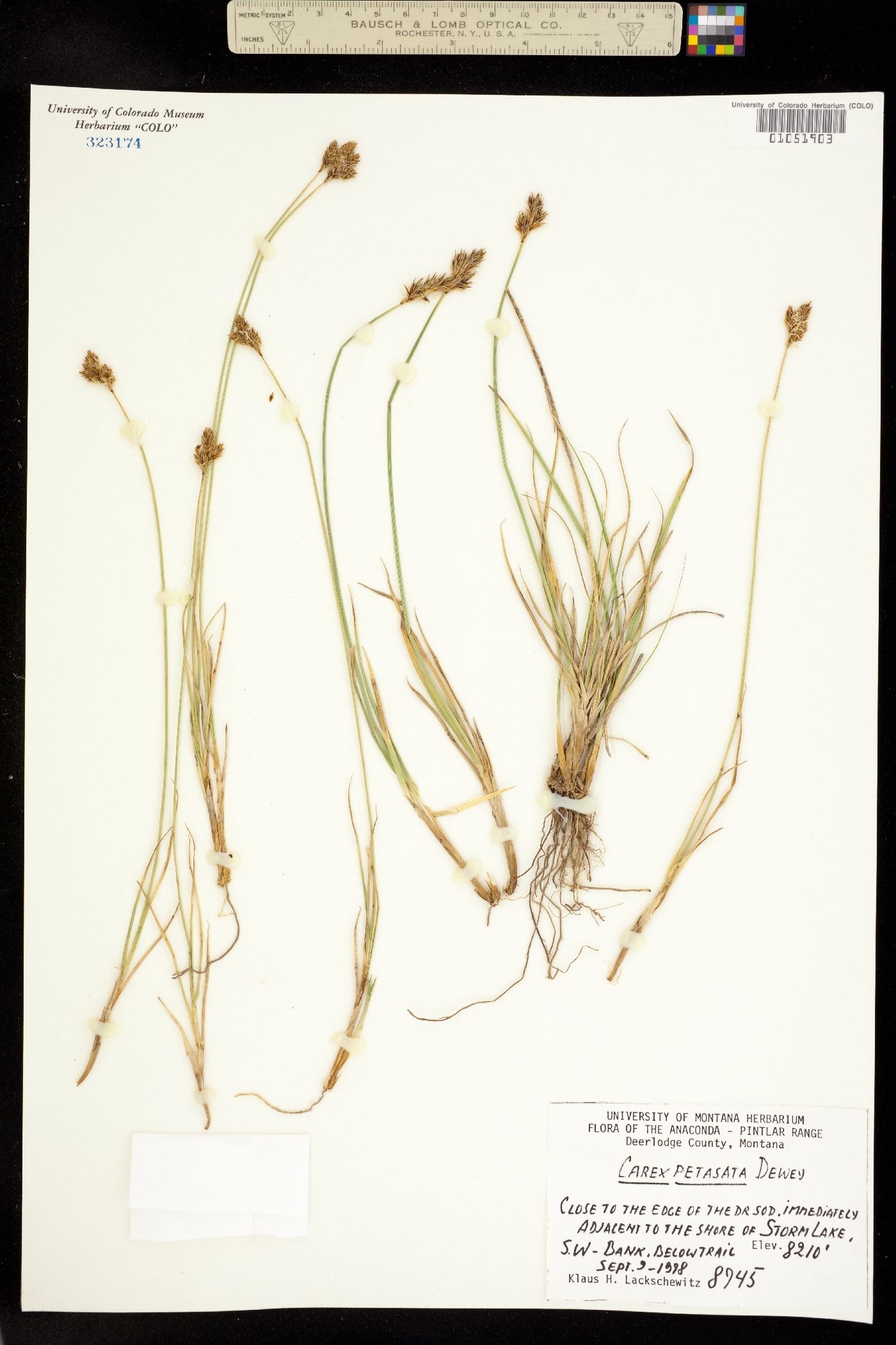 Carex petasata image