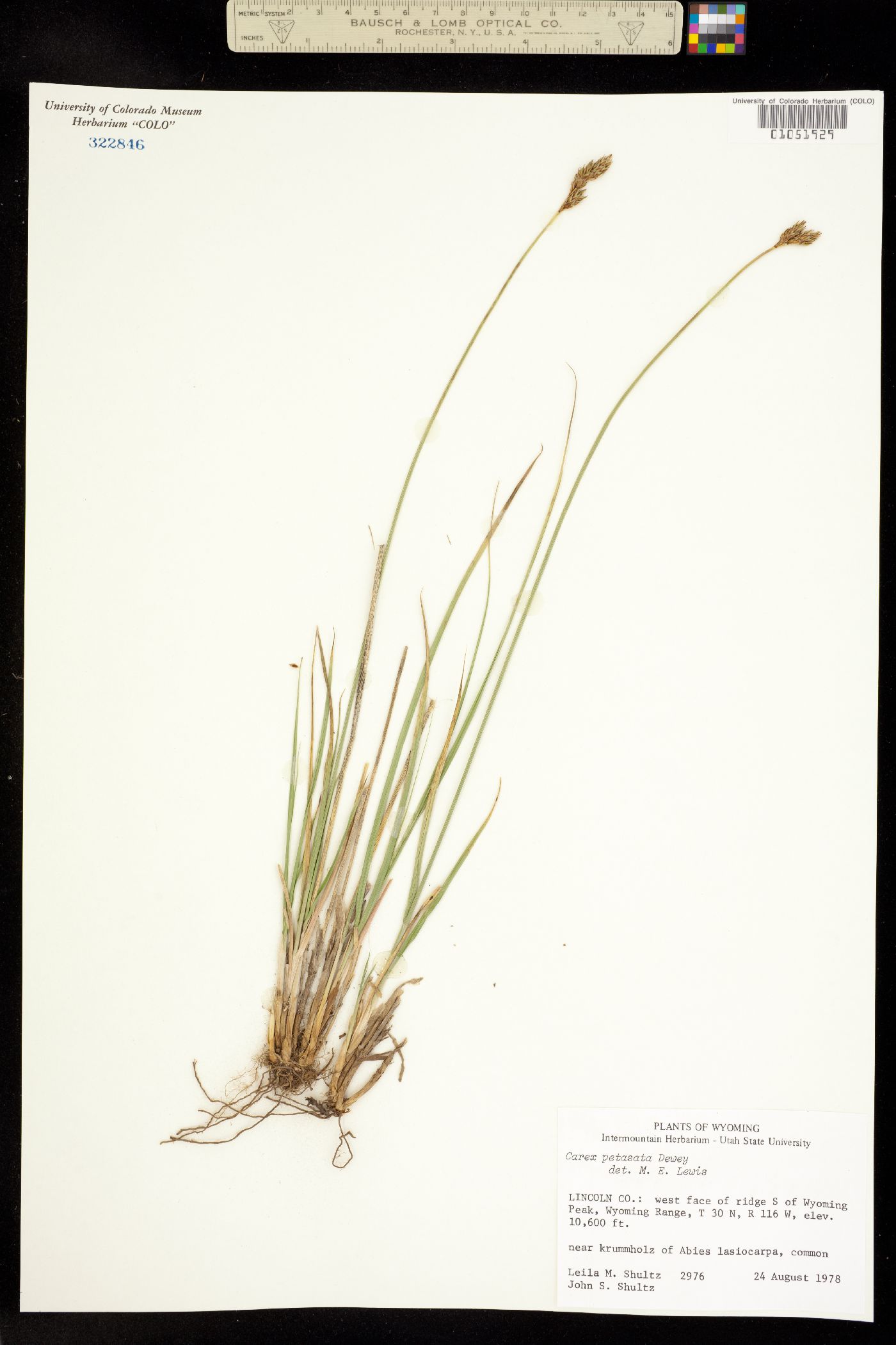 Carex petasata image