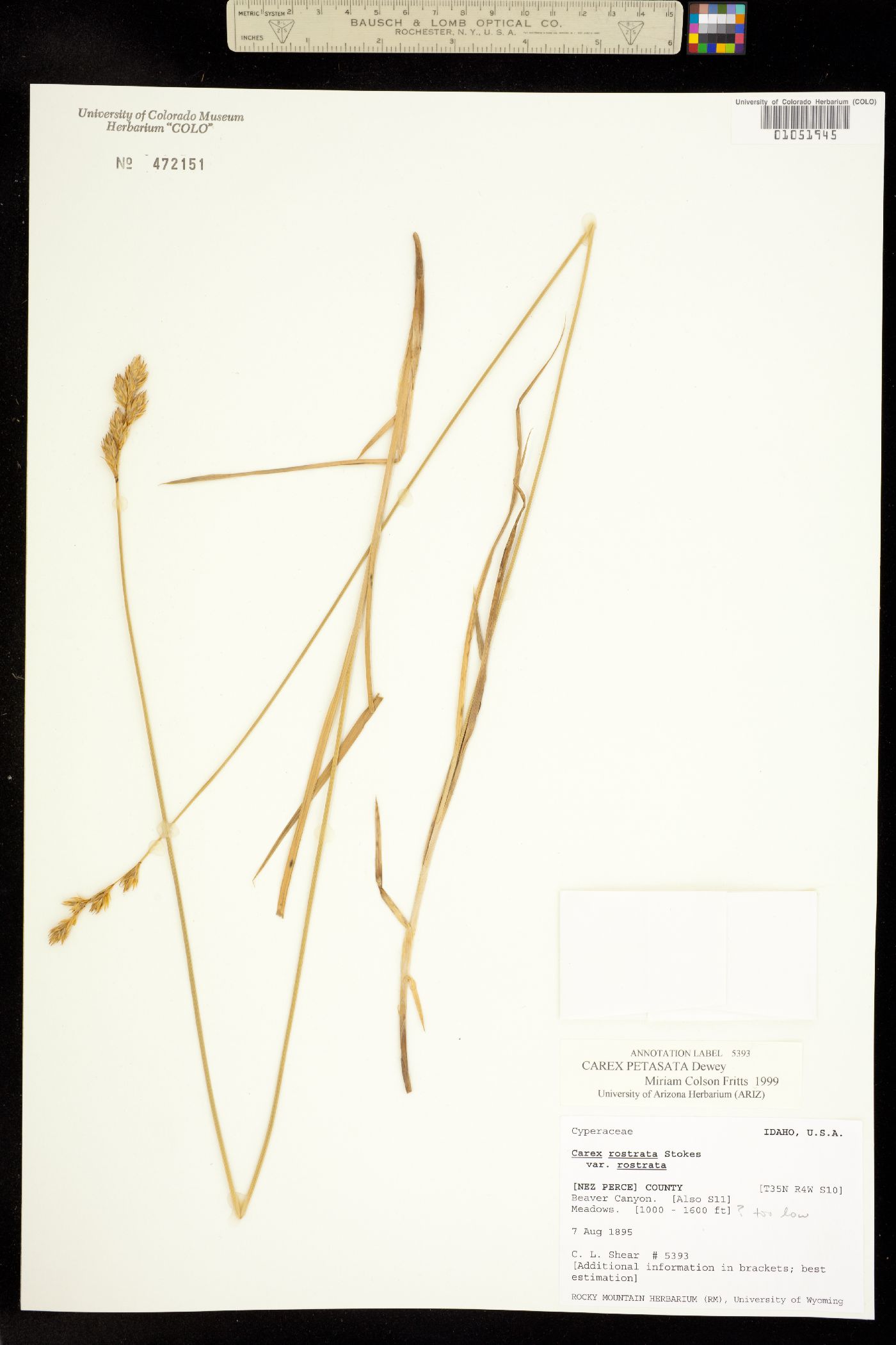 Carex petasata image