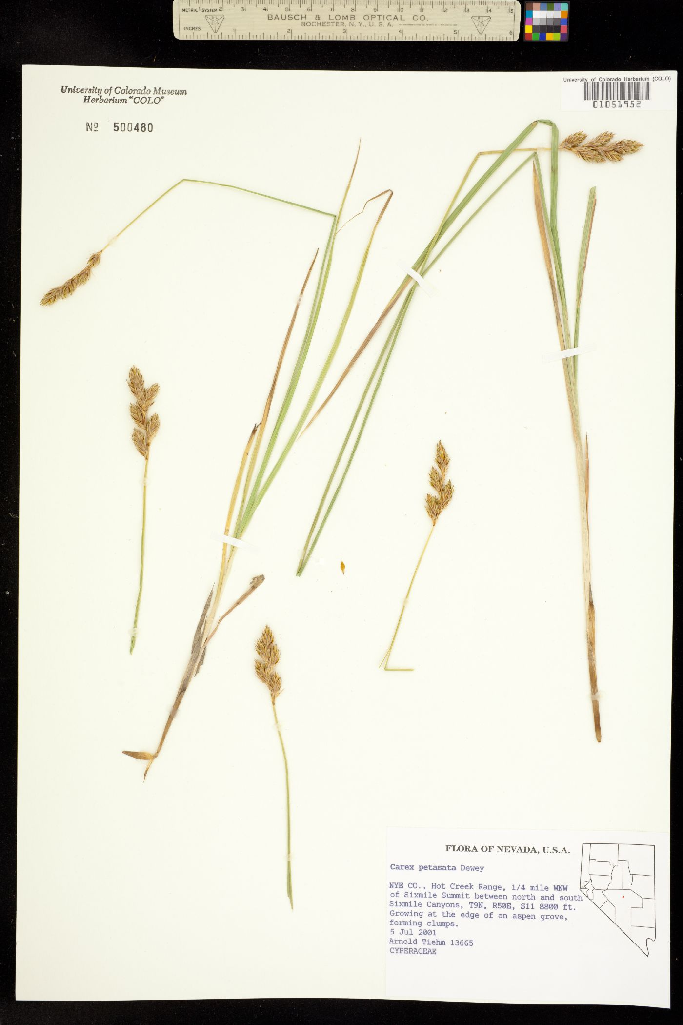 Carex petasata image