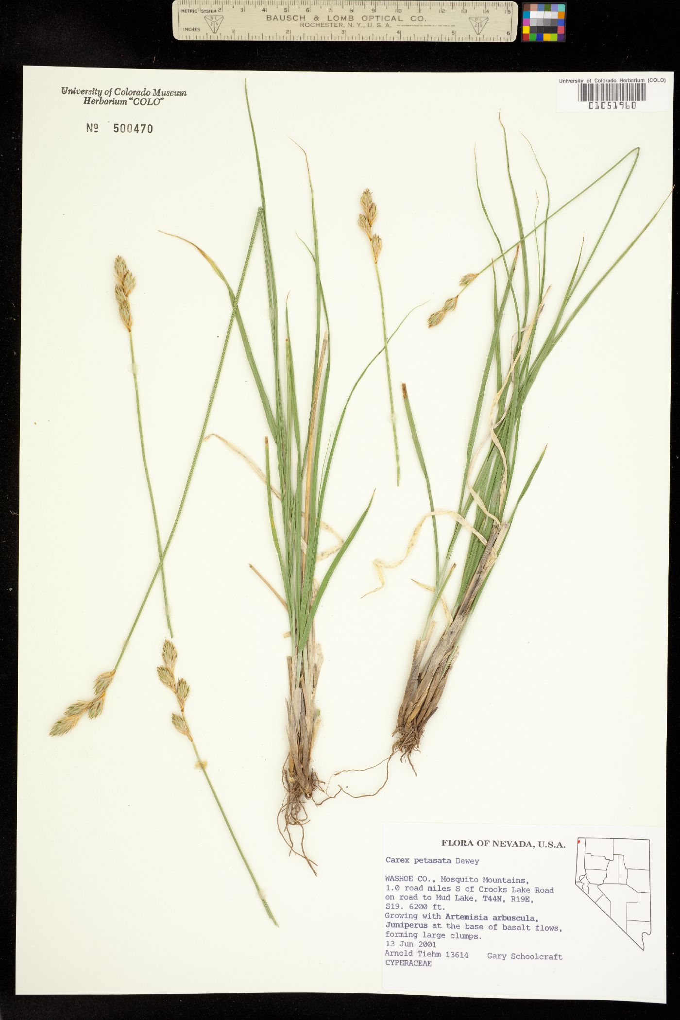 Carex petasata image