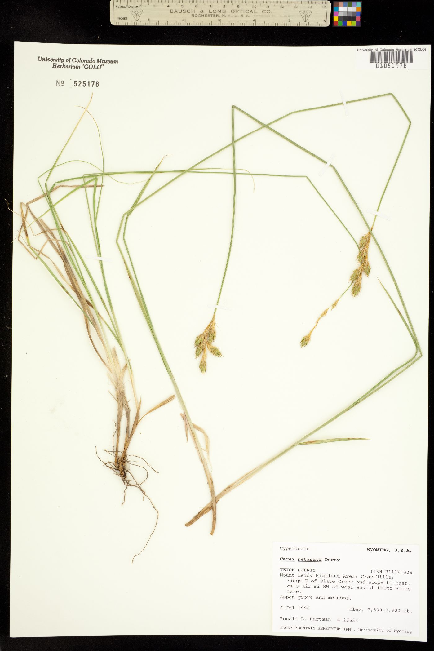 Carex petasata image