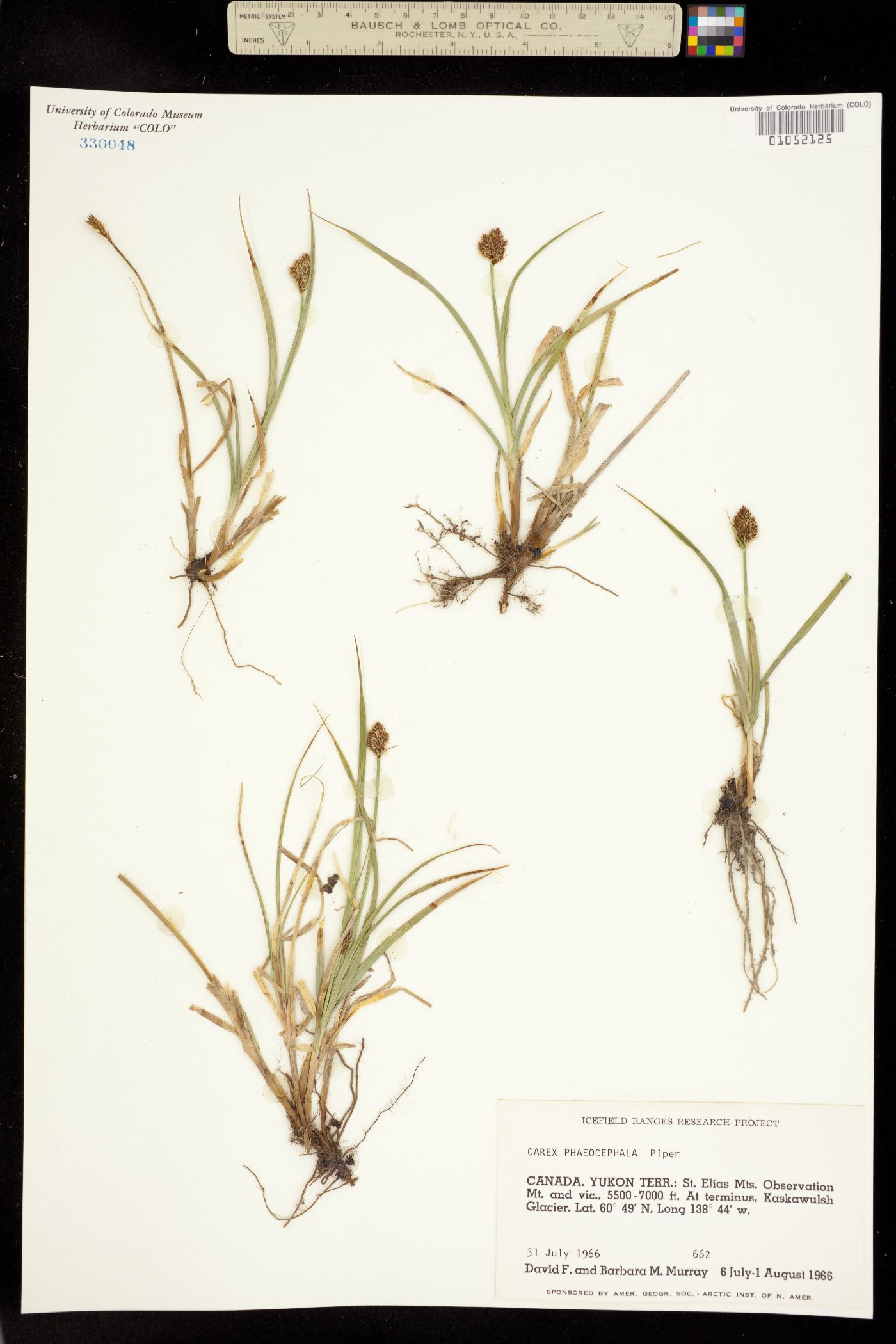 Carex phaeocephala image