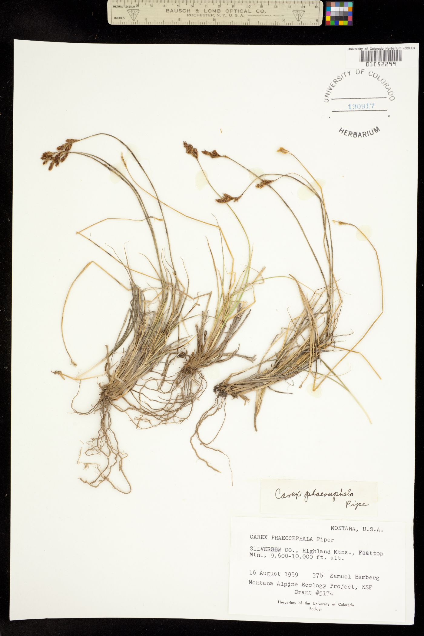 Carex phaeocephala image