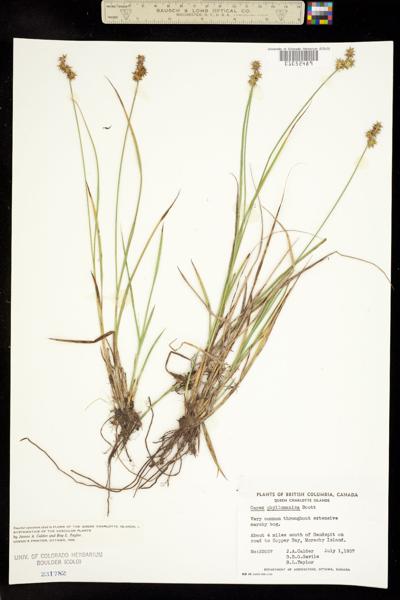 Carex echinata image