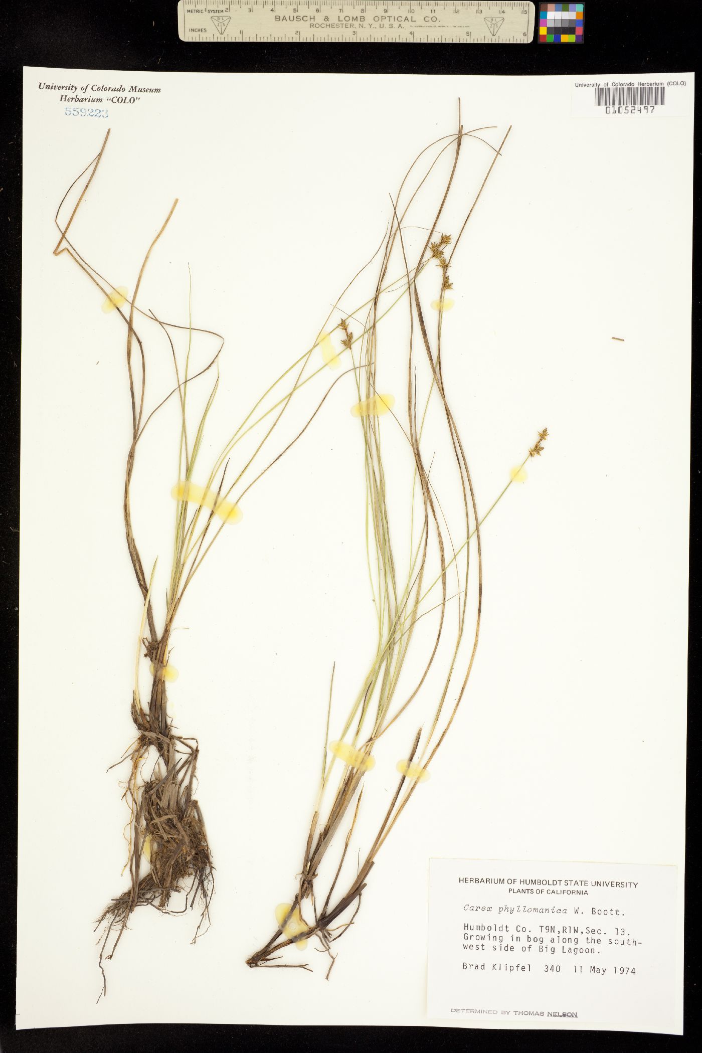 Carex echinata ssp. phyllomanica image