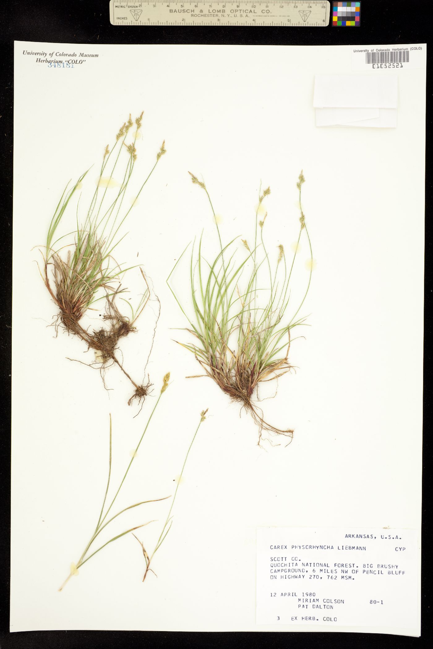 Carex albicans var. australis image
