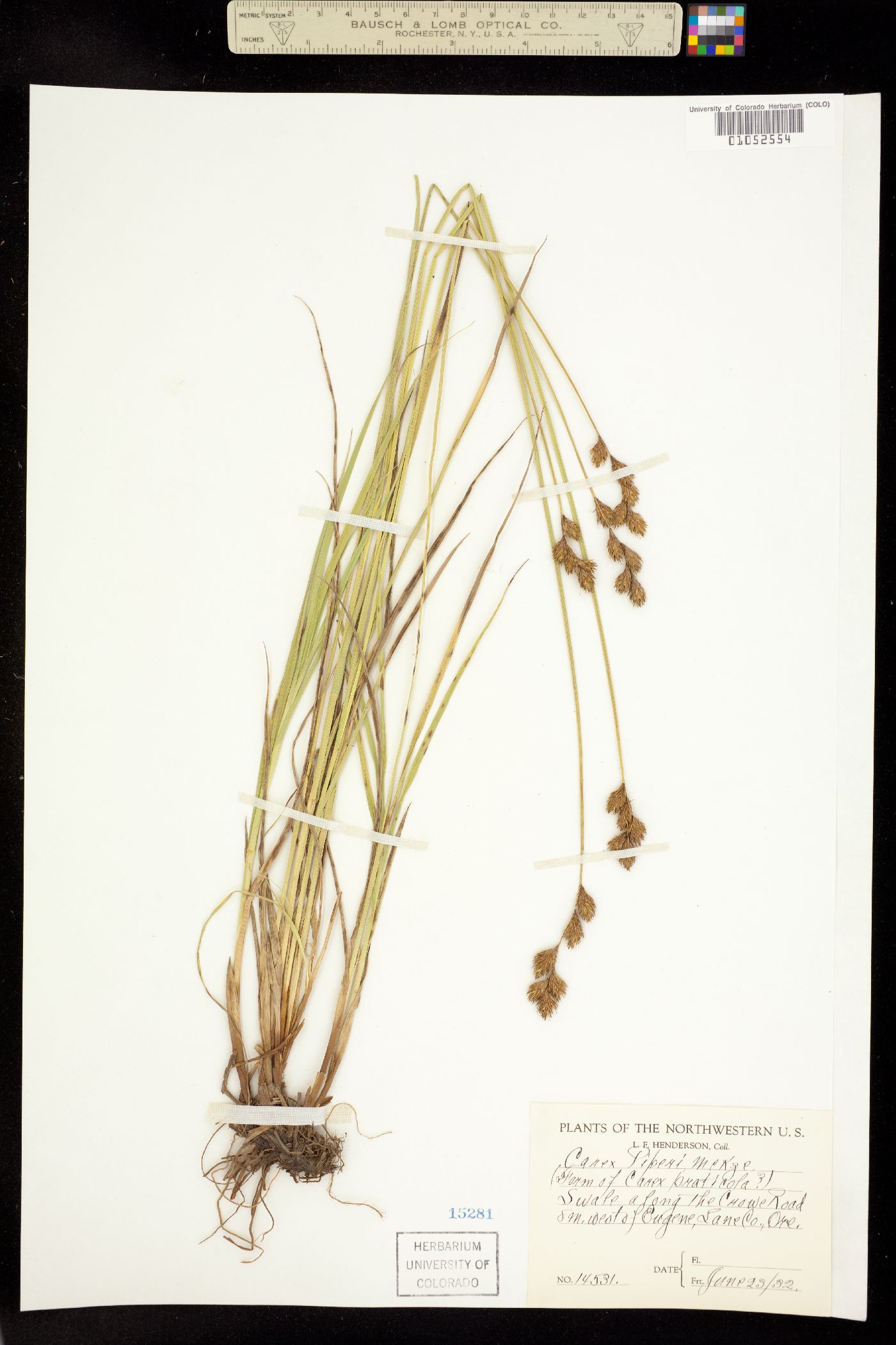 Carex piperi image