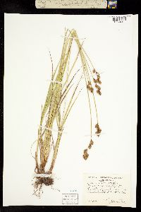 Carex piperi image