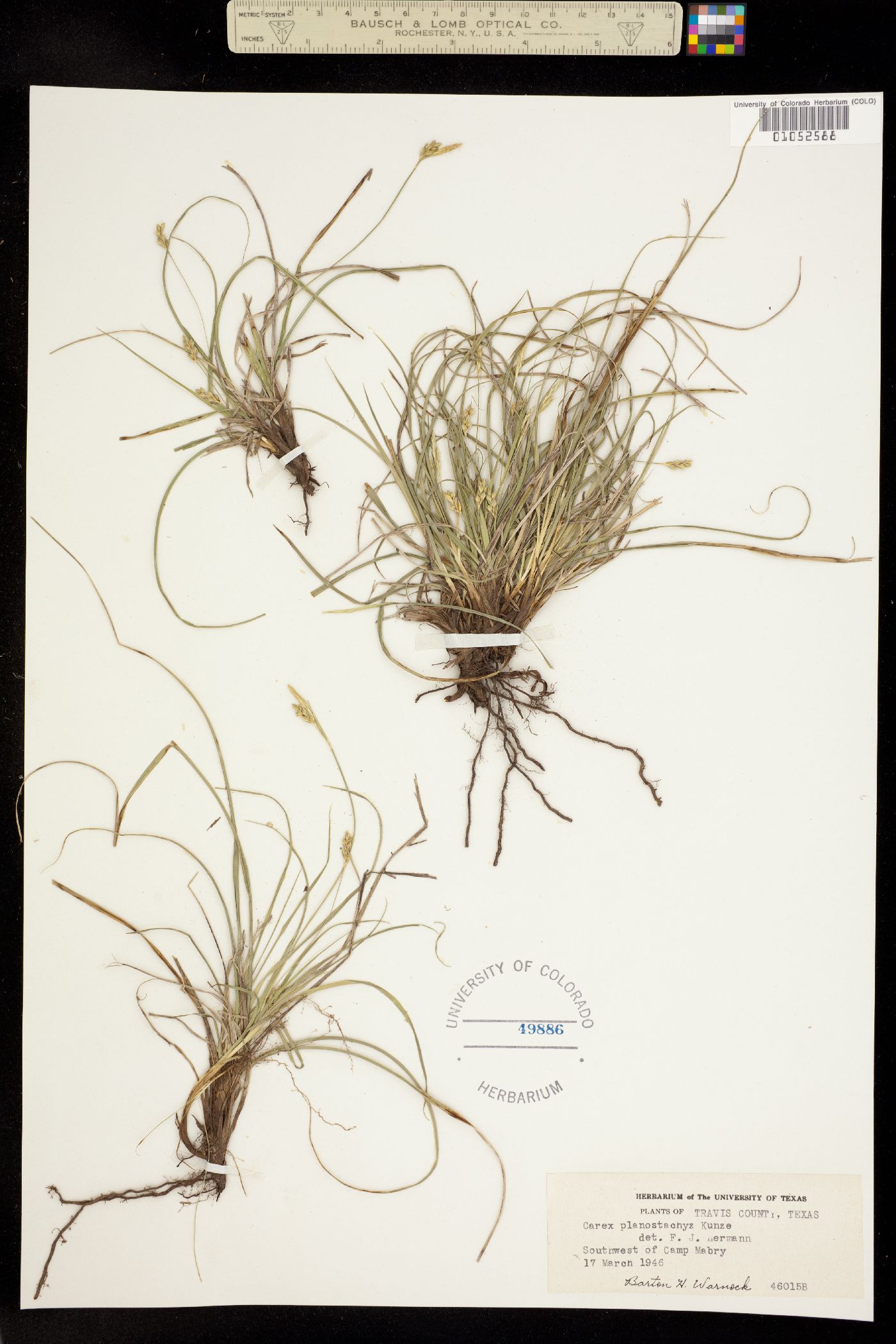Carex planostachys image