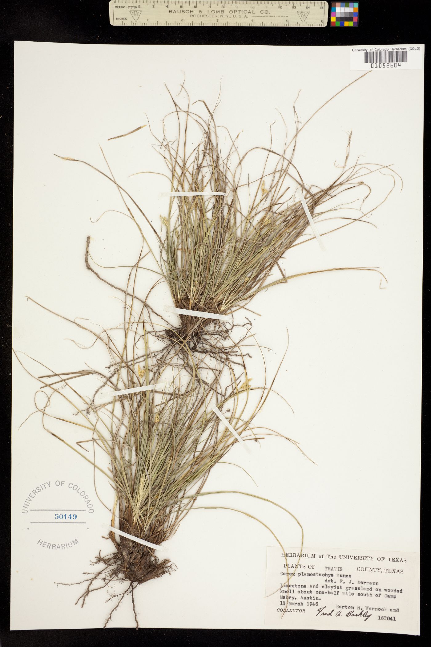 Carex planostachys image