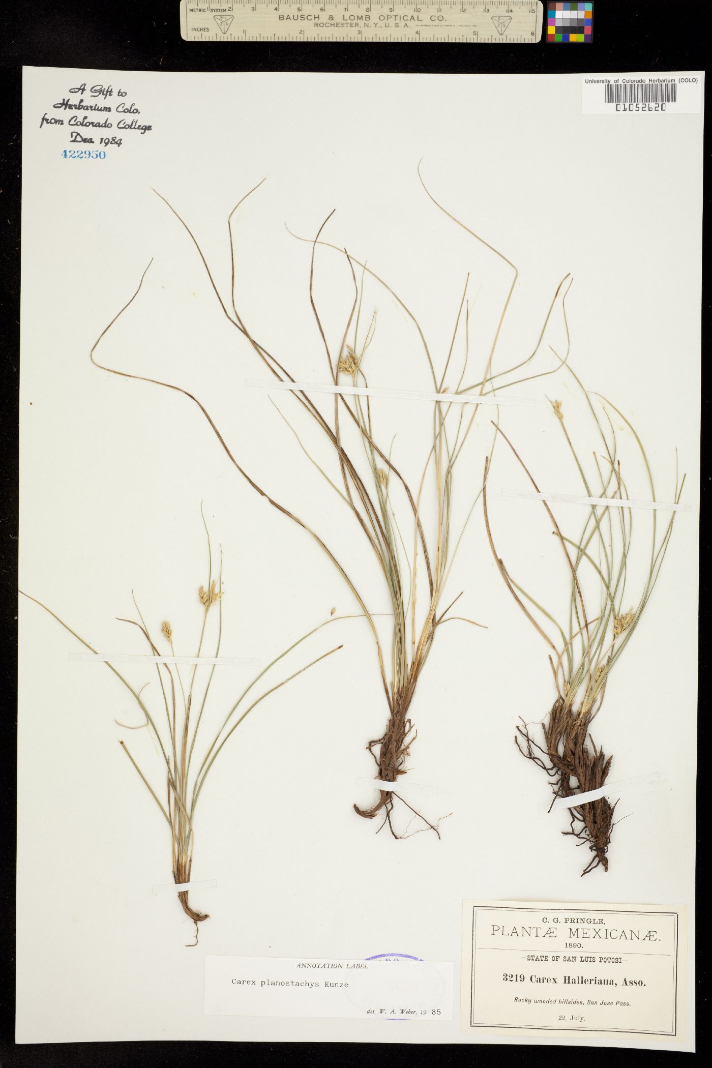 Carex planostachys image