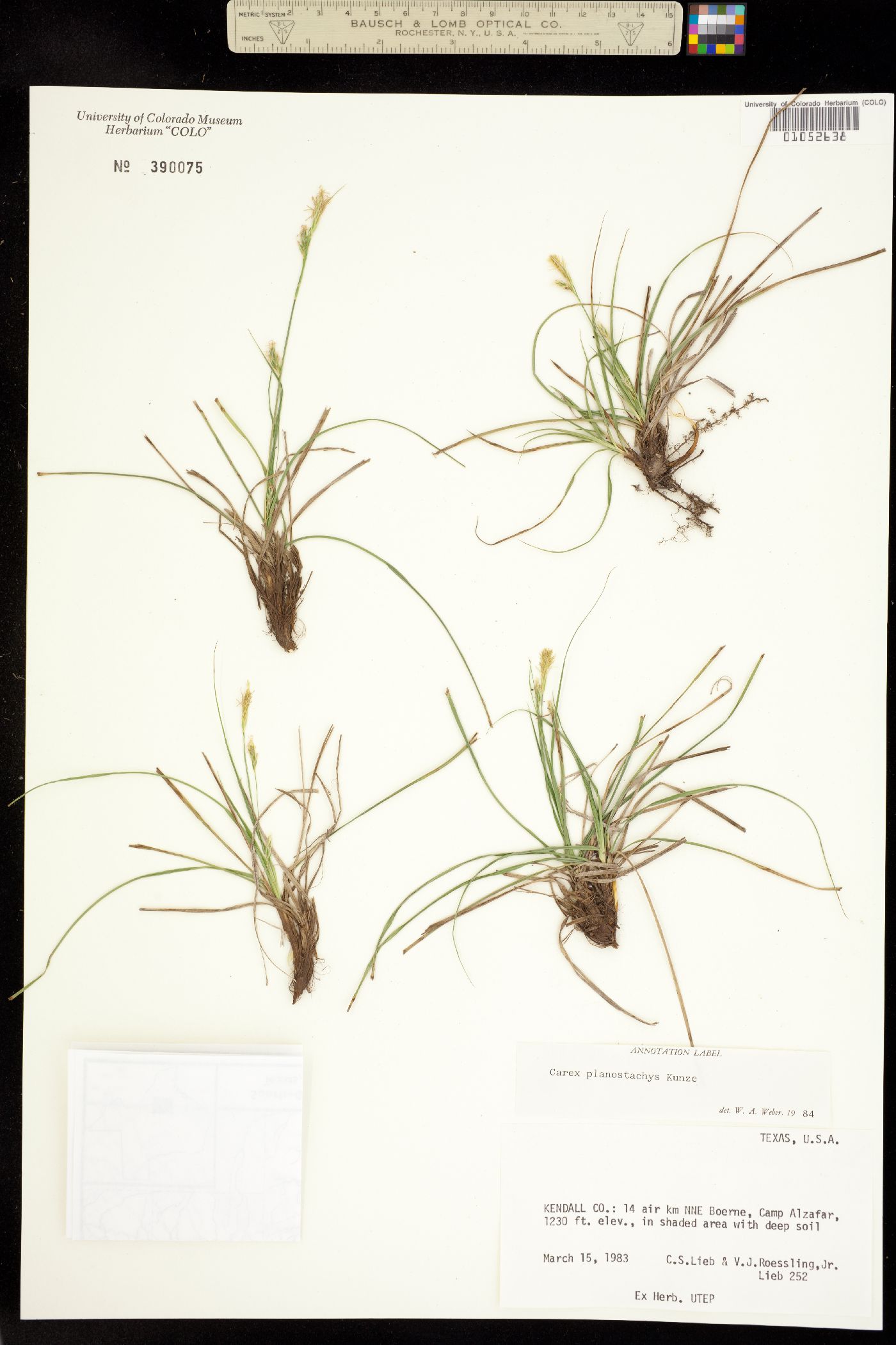 Carex planostachys image