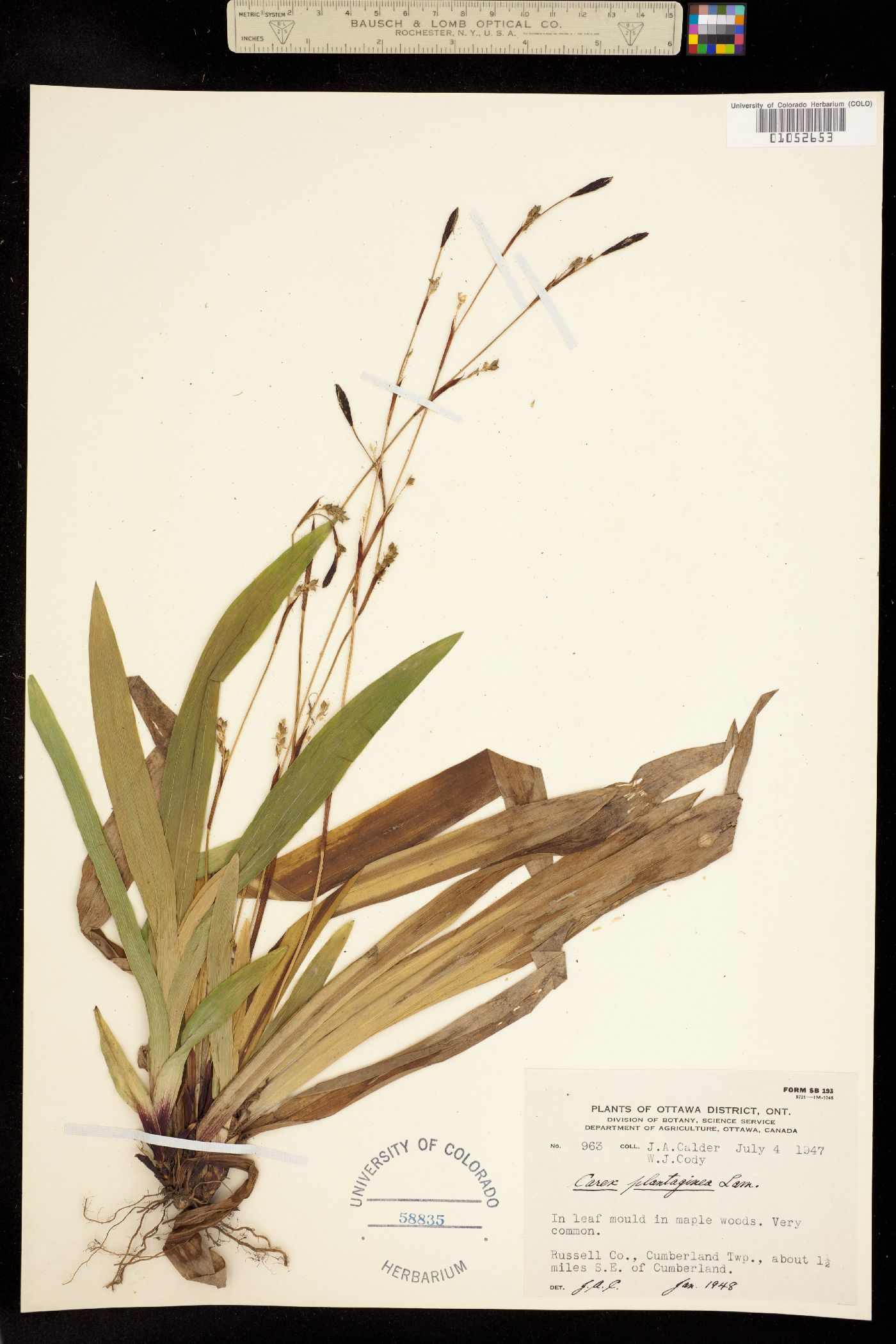 Carex plantaginea image