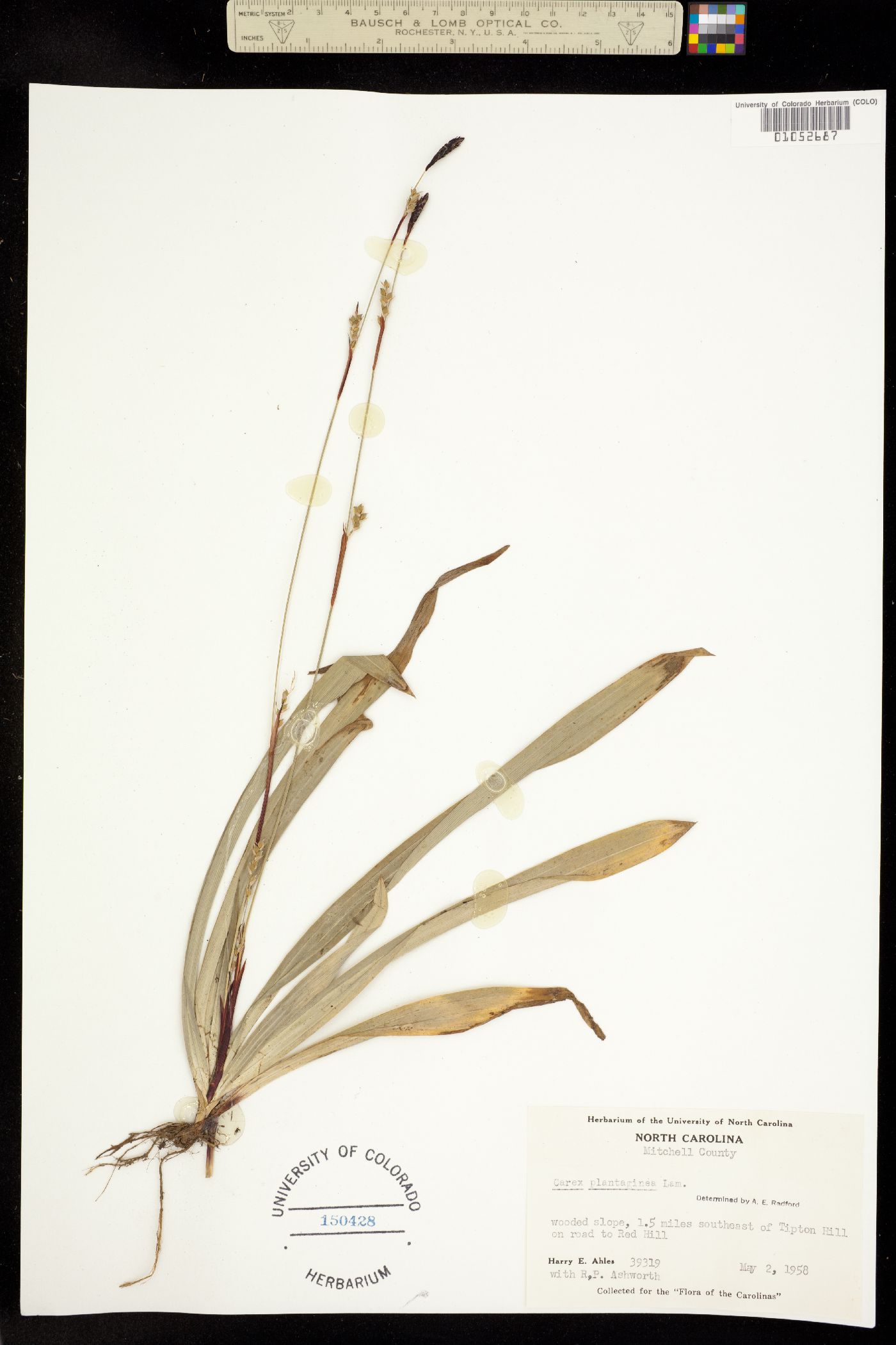 Carex plantaginea image