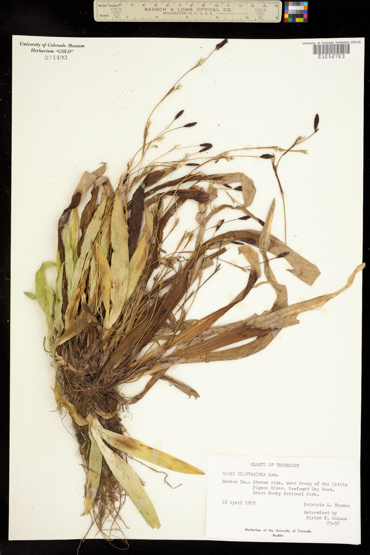 Carex plantaginea image