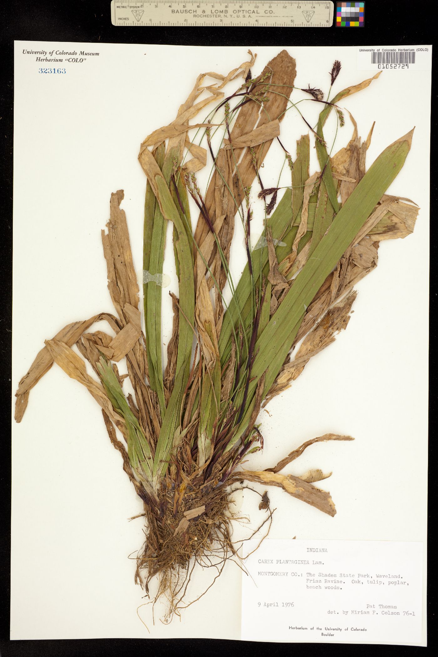 Carex plantaginea image