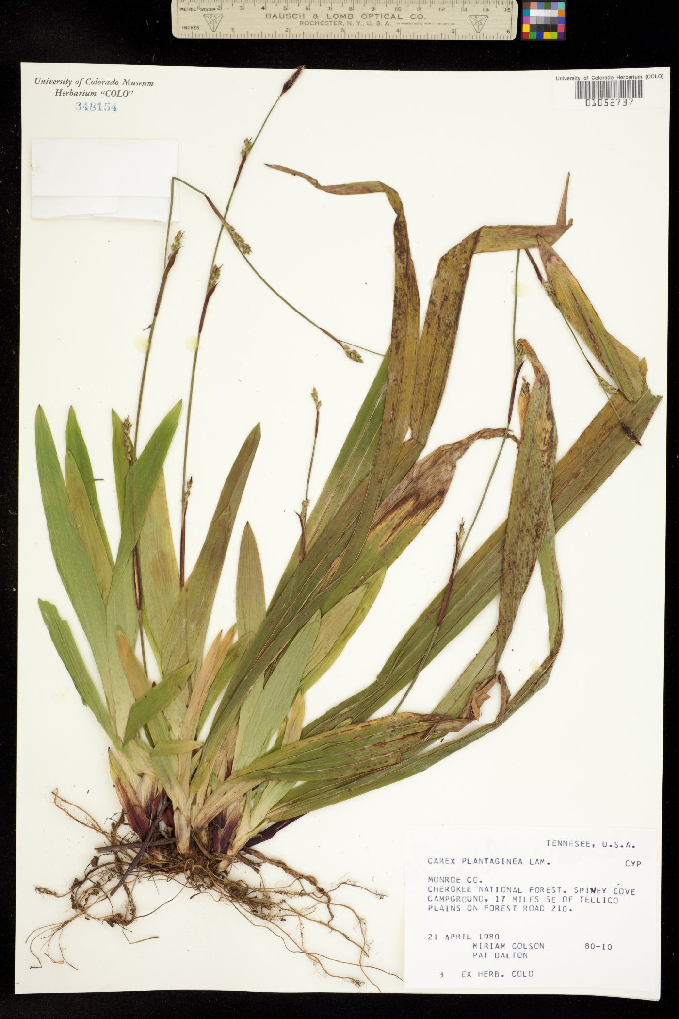 Carex plantaginea image