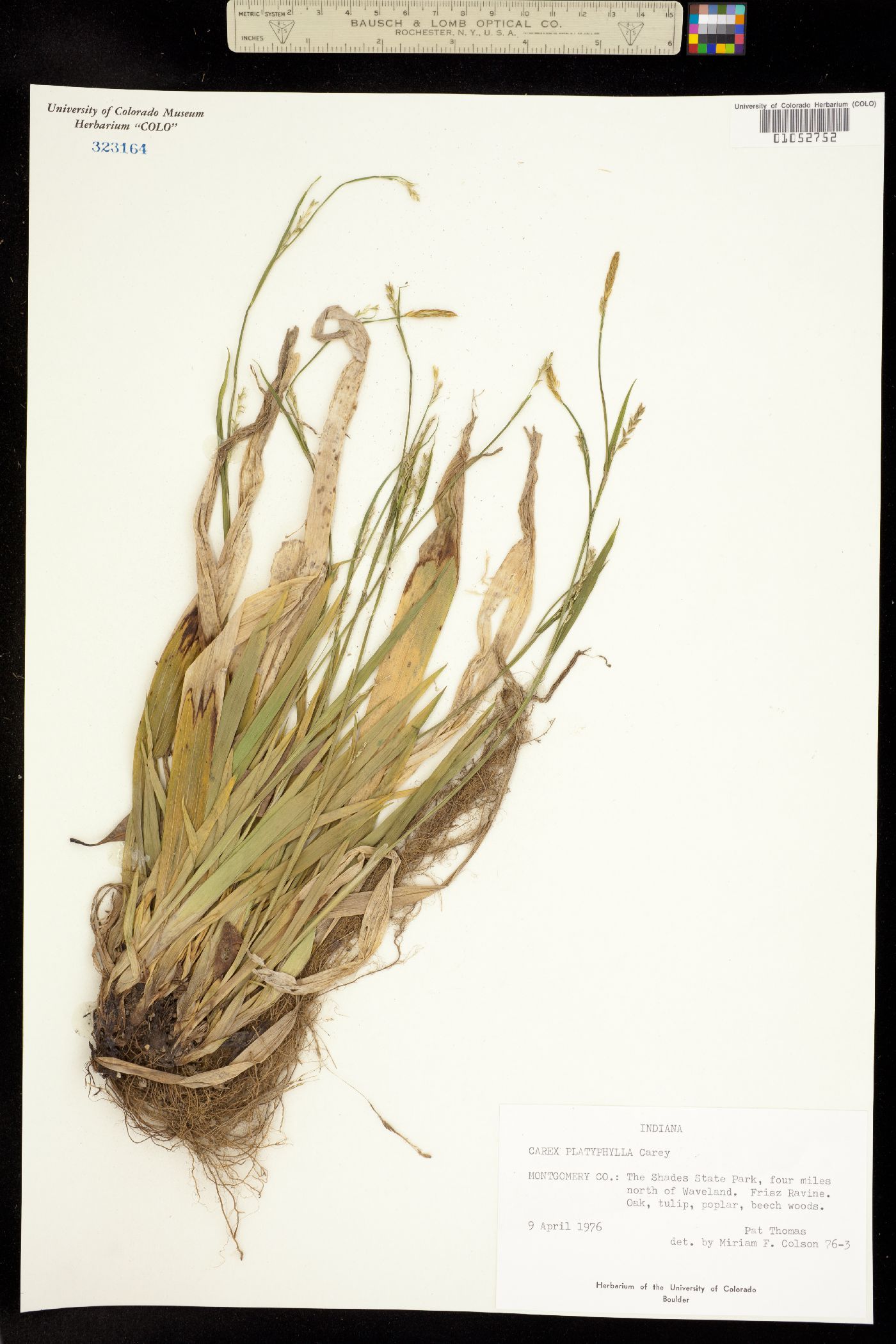 Carex platyphylla image