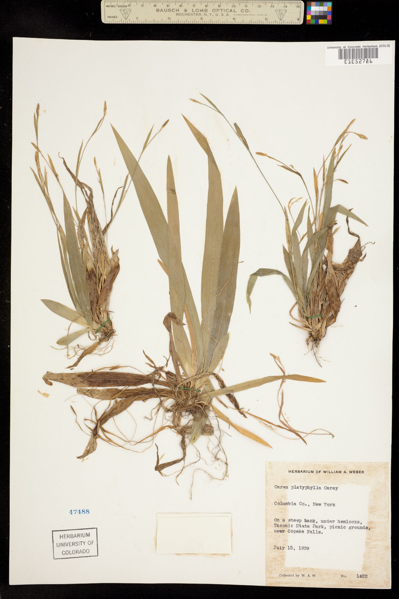 Carex platyphylla image