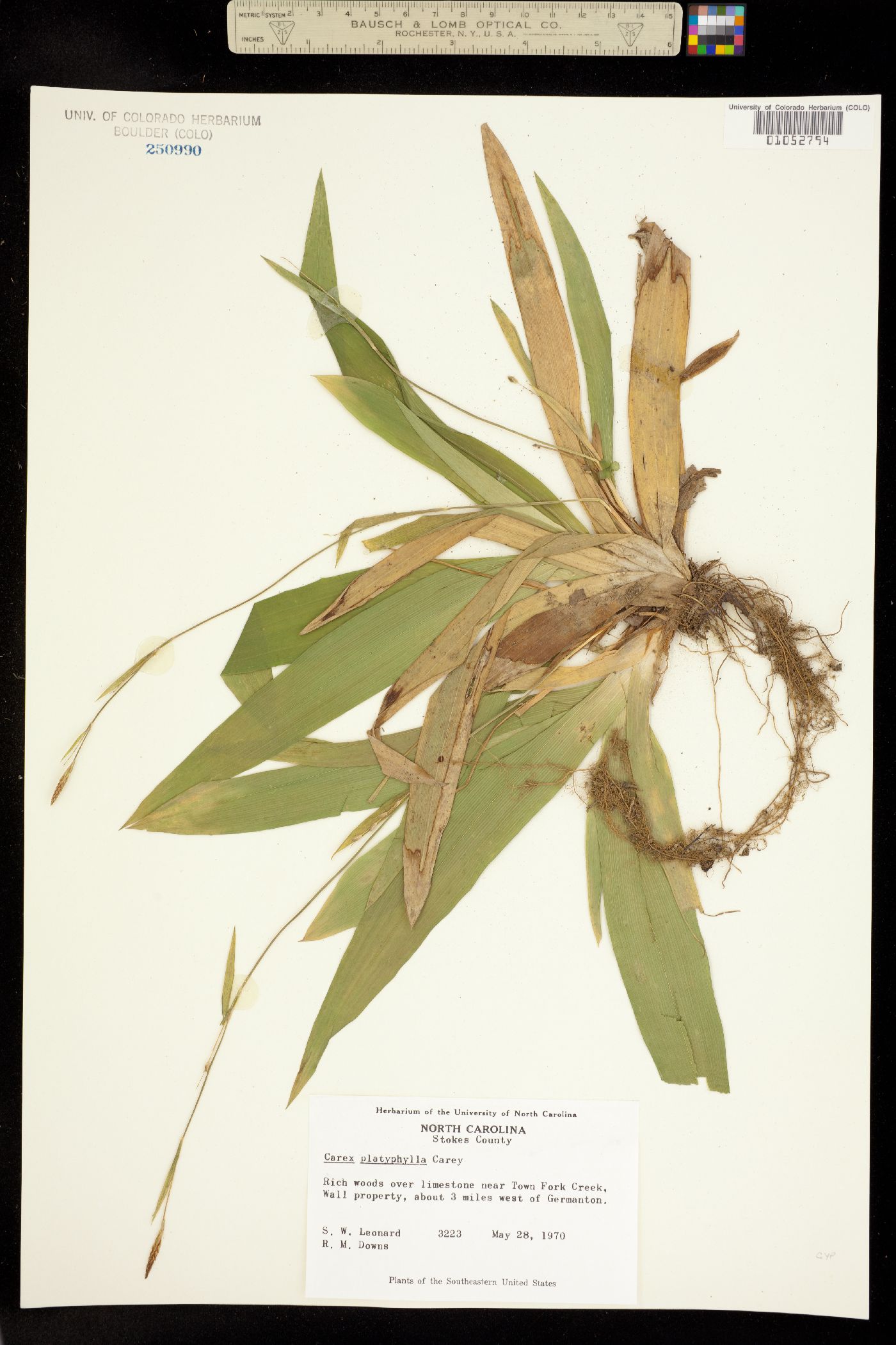 Carex platyphylla image