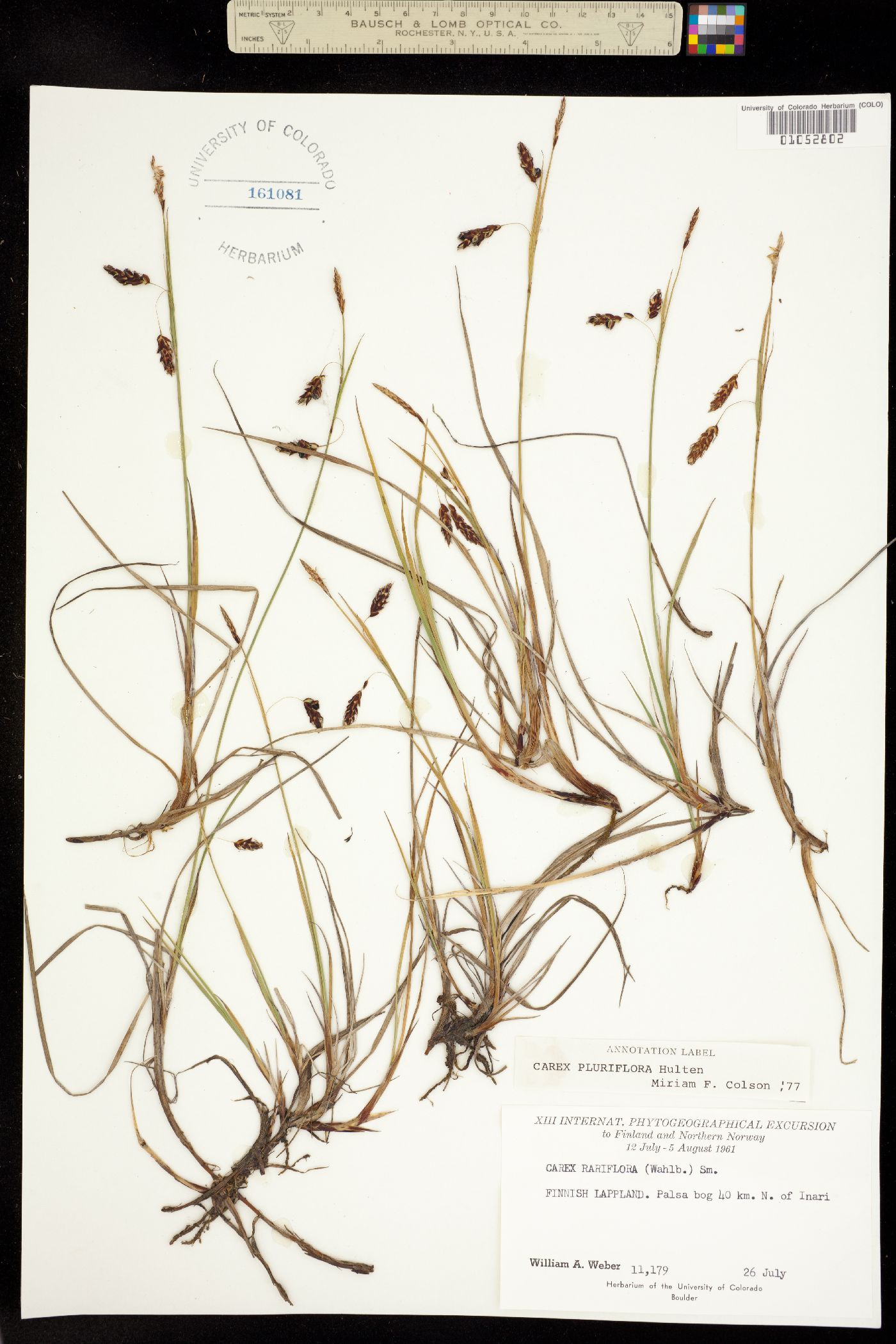 Carex pluriflora image