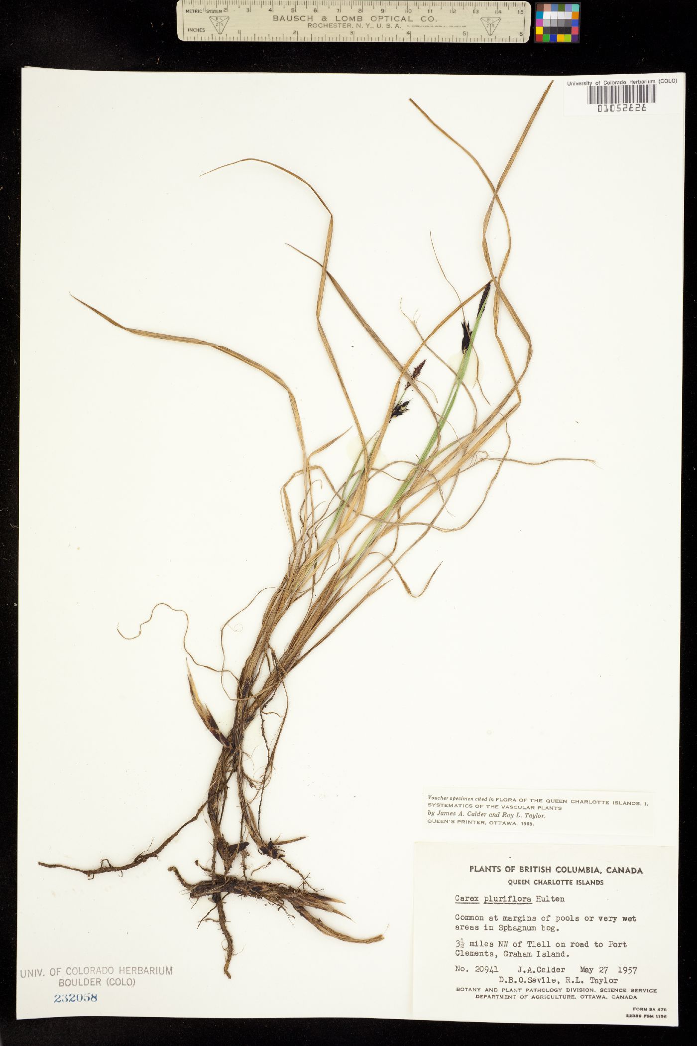 Carex pluriflora image