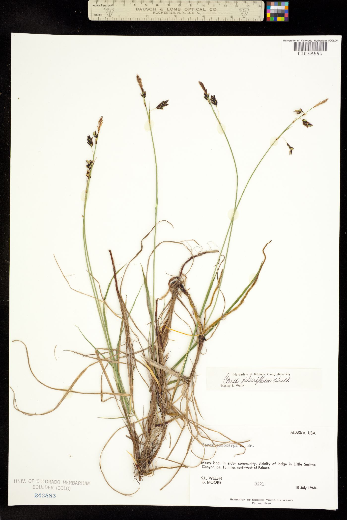 Carex pluriflora image